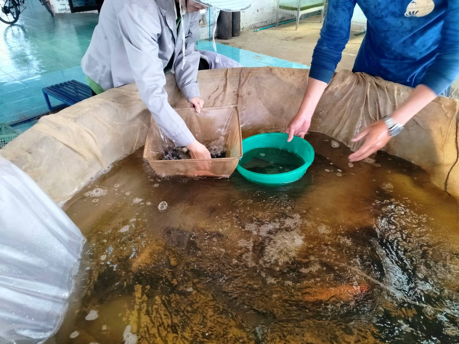 สนับสนุนพันธุ์ปลาให้กับทางโรงเรียนบ้านห้วยแก้ว ตำบลห้วยแก้ว อำเภอภูกามยาว จังหวัดพะเยา และ โรงเรียนบ้านหนองหล่ม ตำบลหนองหล่ม อำเภอดอกคำใต้ จังหวัดพะเยา..คลิก