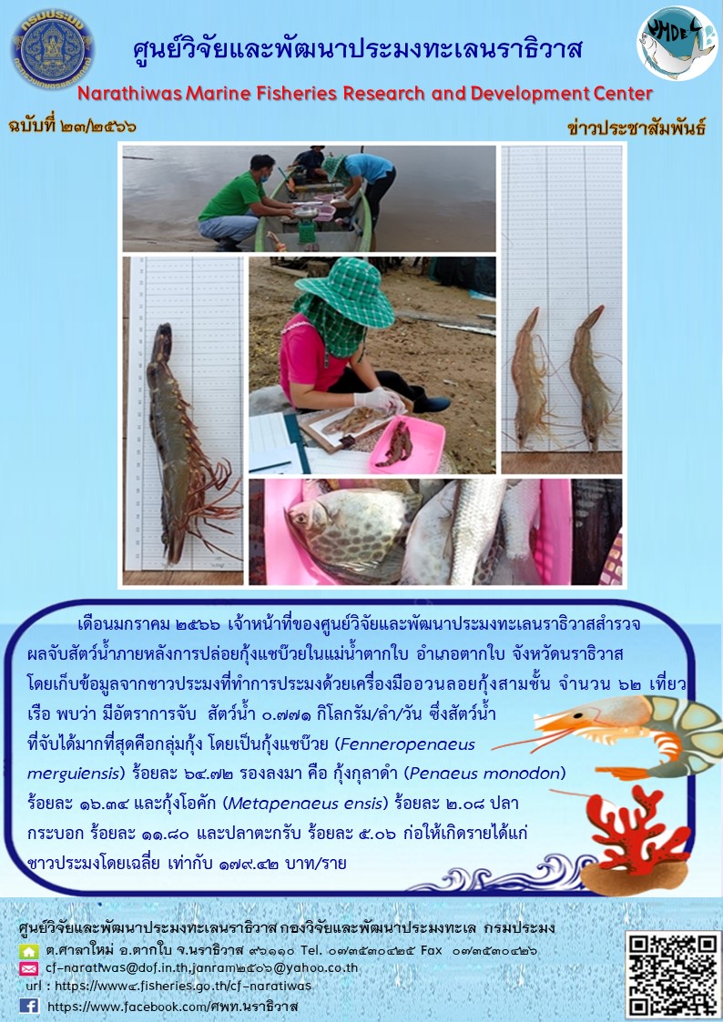 การประมงอวนลอยกุ้งสามชั้นในแม่น้ำตากใบ..คลิก