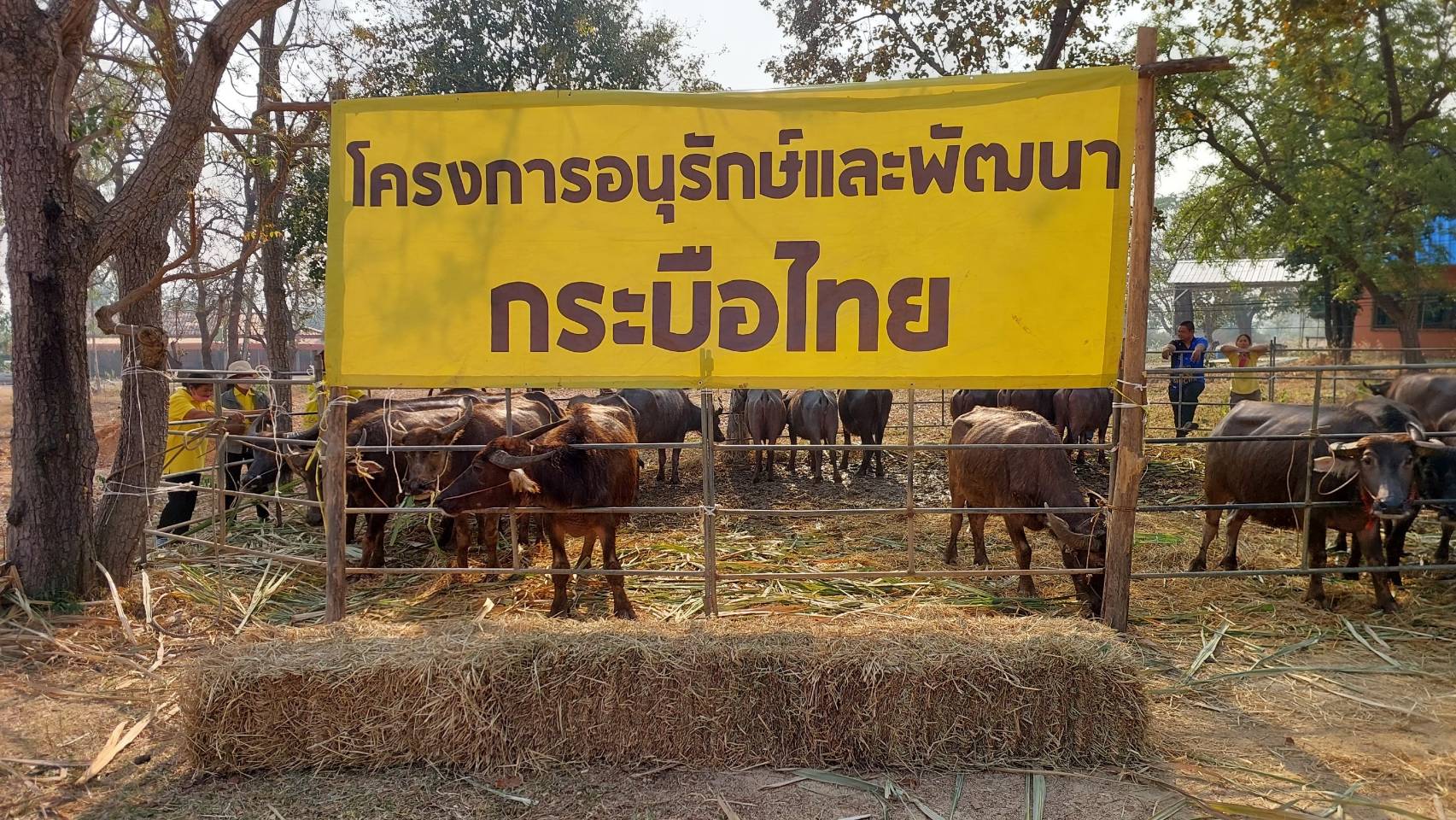 ร่วมพิธีรับพระราชทานกระบือทรงไถ่ชีวิตฯ เพื่อพระราชทานแด่สมเด็จพระเจ้าลูกเธอ เจ้าฟ้าพัชรกิติยาภา นเรนทิราเทพยวดี กรมหลวงราชสาริณีสิริพัชร มหาวัชรราชธิดา