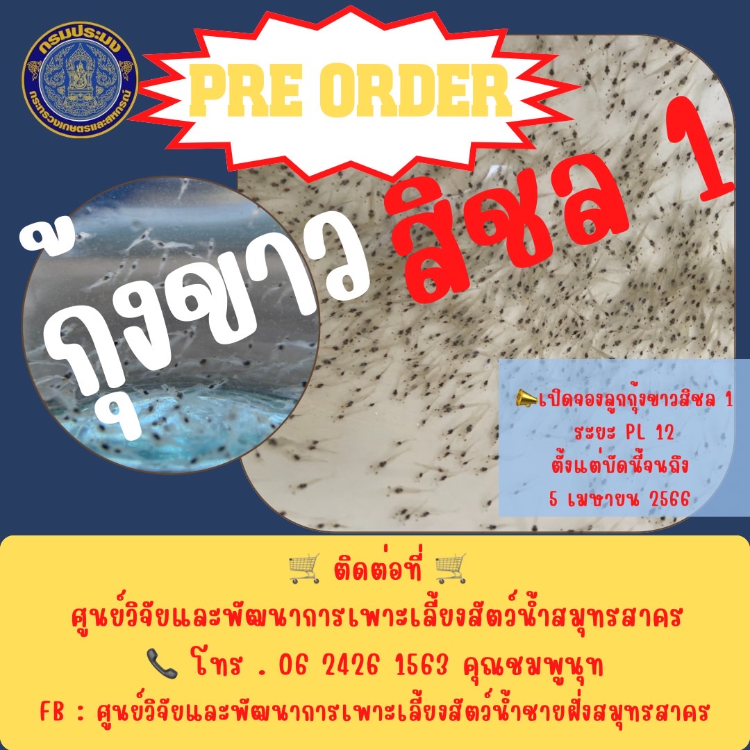 เปิดจองลูกกุ้งขาวสิชล 1 ระยะ PL 12 ตั้งแต่บัดนี้จนถึง 5 เมษายน 2566..คลิก