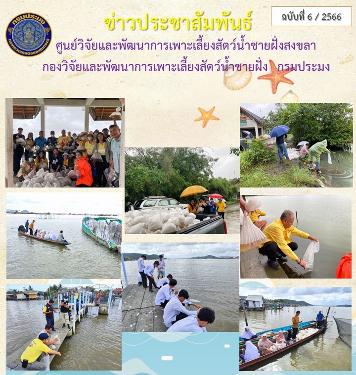 ศูนย์วิจัยและพัฒนาการเพาะเลี้ยงสัตว์น้ำชายฝั่งสงขลาร่วมกับสำนักงานประมงจังหวัดสงขลา ปล่อยพันธุ์กุ้งกุลาดำ..คลิก