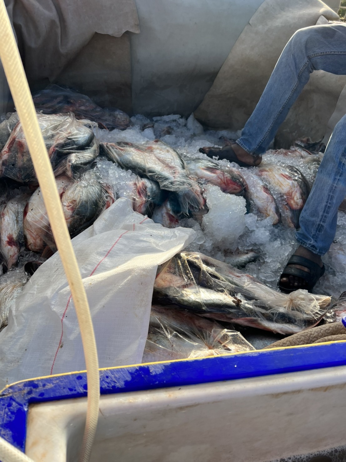 ผลการปฏิบัติงานด่านตรวจประมงสุรินทร์ วันที่ 16 กุมภาพันธ์ พ.ศ.2566 ณ จุดผ่านแดนถาวรช่องสะงำ..คลิก