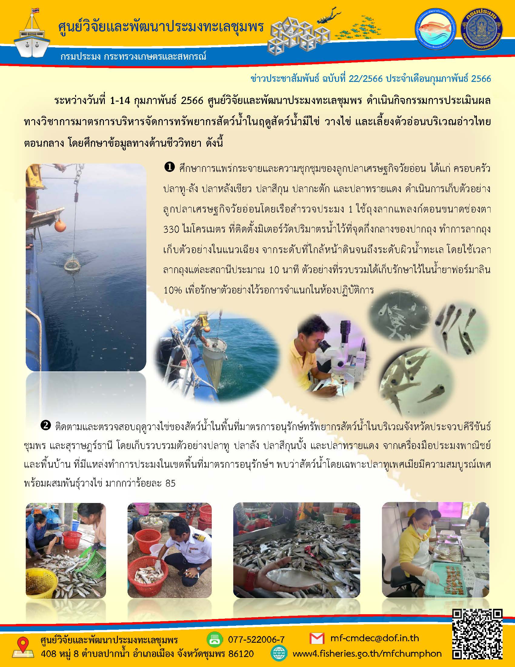 ระหว่างวันที่ 1-14 กุมภาพันธ์ 2566 ศูนย์วิจัยและพัฒนาประมงทะเลชุมพร ดำเนินกิจกรรมการประเมินผลทางวิชาการมาตรการบริหารจัดการทรัพยากรสัตว์น้ำในฤดูสัตว์น้ำมีไข่ วางไข่ และเลี้ยงตัวอ่อนบริเวณอ่าวไทยตอนกลาง โดยศึกษาข้อมูลทางด้านชีววิทยา ดังนี้ 1.	ศึกษาการแพร่กระจายและความชุกชุมของลูกปลาเศรษฐกิจวัยอ่อน ได้แก่ ครอบครัว ปลาทู-ลัง ปลาหลังเขียว ปลาสีกุน ปลากะตัก และปลาทรายแดง ดำเนินการเก็บตัวอย่างลูกปลาเศรษฐกิจวัยอ่อนโดยเรือสำรวจประมง 1 ใช้ถุงลากแพลงก์ตอนขนาดช่องตา 330 ไมโครเมตร ที่ติดตั้งมิเตอร์วัดปริมาณน้ำไว้ที่จุดกึ่งกลางของปากถุง ทำการลากถุงเก็บตัวอย่างในแนวเฉียง จากระดับที่ใกล้หน้าดินจนถึงระดับผิวน้ำทะเล โดยใช้เวลาลากถุงแต่สถานีประมาณ 10 นาที ตัวอย่างที่รวบรวมได้เก็บรักษาไว้ในน้ำยาฟอร์มาลิน 10% เพื่อรักษาตัวอย่างไว้รอการจำแนกในห้องปฏิบัติการ..คลิก