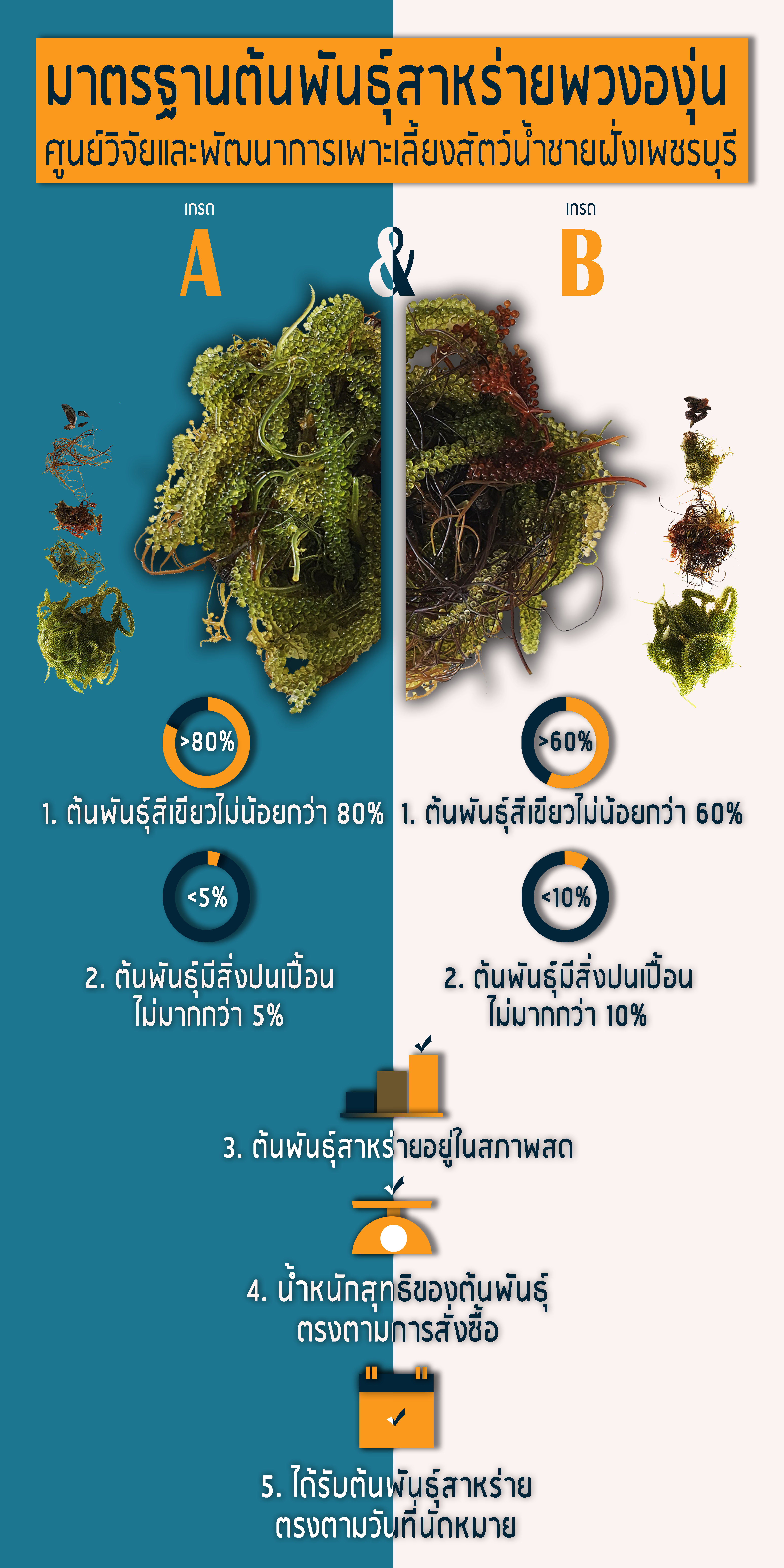 มาตรฐานต้นพันธุ์สาหร่ายพวงองุ่น..คลิก
