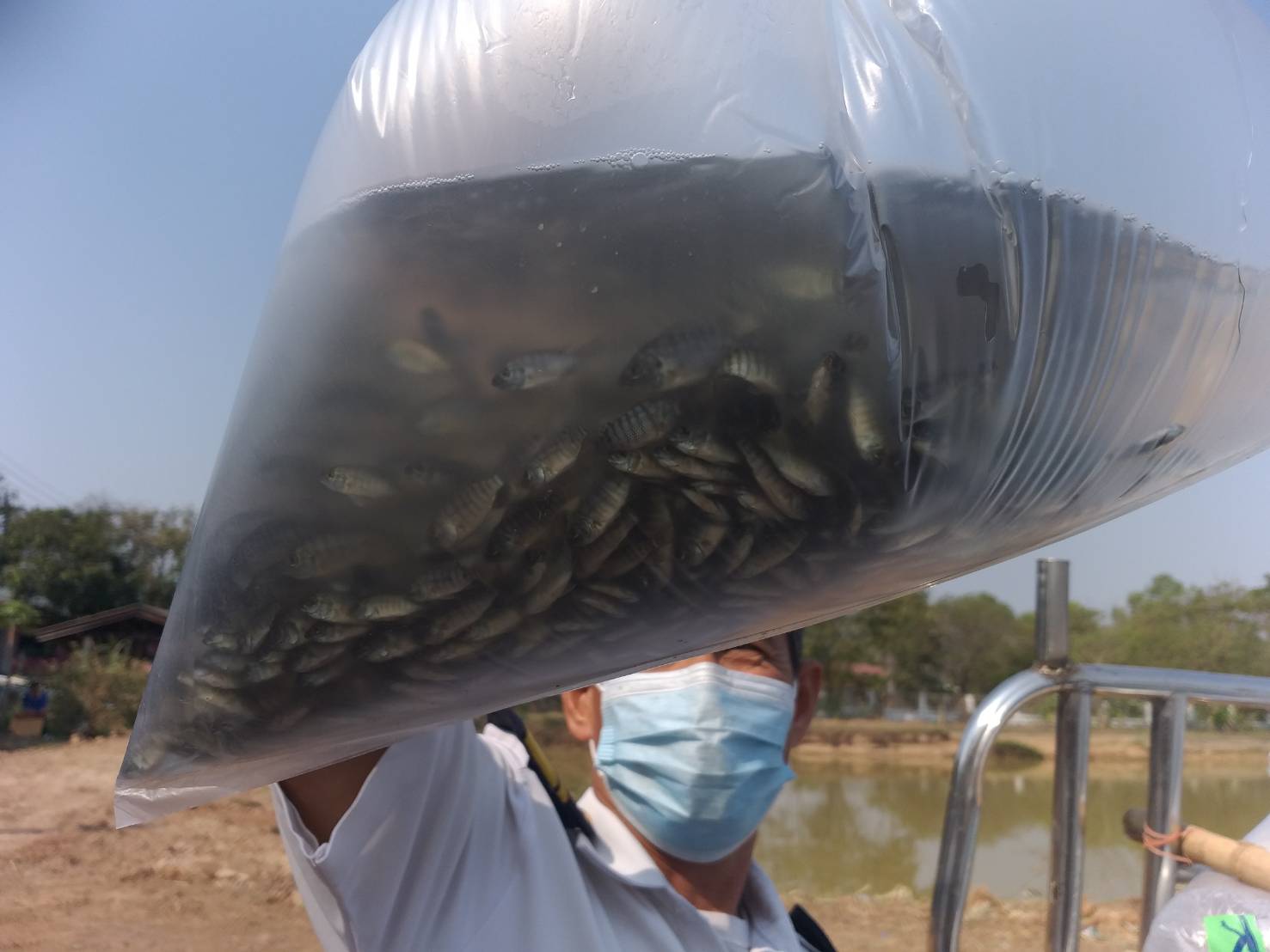 ตรวจสอบลูกพันธุ์สัตว์น้ำ ส่งออกไปยัง สปป.ลาว..คลิก