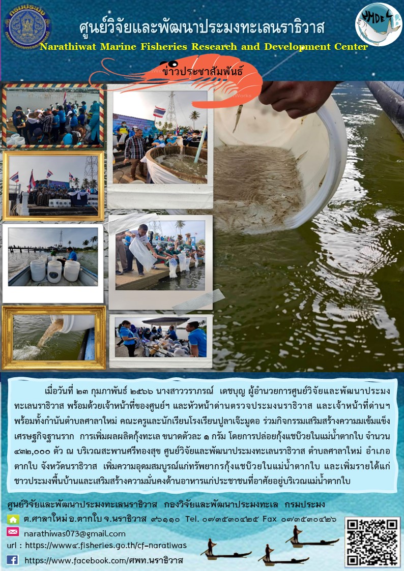เมื่อวันที่ 23 กุมภาพันธ์ 2566 นางสาววราภรณ์ เดชบุญ ผู้อำนวยการศูนย์วิจัยและพัฒนาประมงทะเลนราธิวาส พร้อมด้วยเจ้าหน้าที่ของศูนย์ฯ และหัวหน้าด่านตรวจประมงนราธิวาส และเจ้าหน้าที่ด่านฯ พร้อมทั้งกำนันตำบลศาลาใหม่ คณะครูและนักเรียนปูลาเจ๊ะมูดอ ร่วมกิจกรรมเสริมสร้างความเข้มแข็งเศรษฐกิจฐานราก การเพิ่มผลผลิตกุ้งทะเล ขนาดตัวละ 1 กรัม โดยการปล่อยกุ้งแชบ๊วยในแม่น้ำตากใบ จำนวน 432,000 ตัว ณ บริเวณสะพานศรีทองสุข ศูนย์วิจัยและพัฒนาประมงทะเลนราธิวาส ตำบลศาลาใหม่ อำเภอตากใบ จังหวัดนราธิวาส เพิ่มความอุดมสมบูรณ์แก่ทรัพยากรกุ้งแชบ๊วยในแม่น้ำตากใบ และเพิ่มรายได้แก่ชาวประมงพื้นบ้านและเสริมสร้างความมั่นคงด้านอาหารแก่ประชาชนที่อาศัยอยู่บริเวณแม่น้ำตากใบ..คลิก