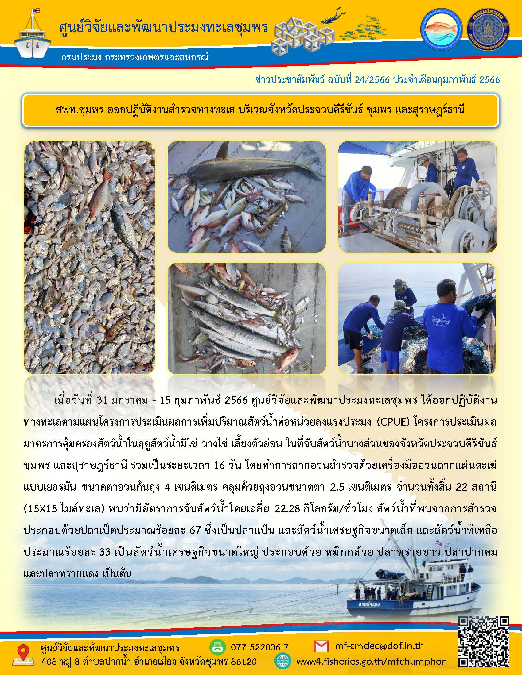 เมื่อวันที่ 31 มกราคม – 15 กุมภาพันธ์ 2566 ศูนย์วิจัยและพัฒนาประมงทะเลชุมพร ได้ออกปฏิบัติงานทางทะเลตามแผนโครงการประเมินผลการเพิ่มปริมาณสัตว์น้ำต่อหน่วยลงแรงประมง (CPUE) โครงการประเมินผลมาตรการคุ้มครองสัตว์น้ำในฤดูสัตว์น้ำมีไข่ วางไข่ เลี้ยงตัวอ่อน ในที่จับสัตว์น้ำบางส่วนของจังหวัดประจวบคีรีขันธ์ ชุมพร และสุราษฎร์ธานี รวมเป็นระยะเวลา 16 วัน โดยทำการลวกอวนสำรวจด้วยเครื่องมืออวนลากแผ่นตะเฆ่ แบบเยอรมัน ขนาดตาอวนก้นถุง 4 เซนติเมตร คลุมด้วยถุงอวนขนาดตา 2.5 เซนติเมตร จำนวนทั้งสิ้น 22 สถานี (15x15 ไมล์ทะเล) พบว่ามีอัตราการจับสัตว์น้ำโดยเฉลี่ย 22.28 กิโลกรัม/ชั่วโมง สัตว์น้ำที่พบจากการสำรวจประกอบด้วยปลาเป็ดประมาณร้อยละ 33 เป็นสัตว์น้ำเศรษฐกิจขนาดใหญ่ ประกอบด้วย หมึกกล้วย ปลาทรายขาว ปลาปากคม และปลาทรายแดง เป็นต้น..คลิก