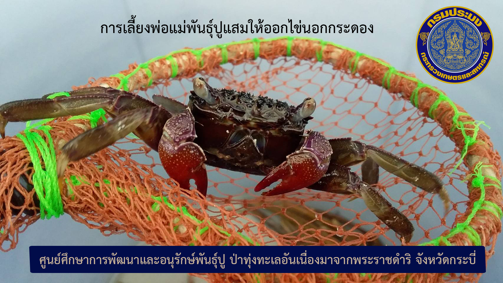 สื่อวีดิทัศน์ : การเลี้ยงพ่อแม่พันธุ์ปูแสมให้ออกไข่นอกกระดอง
