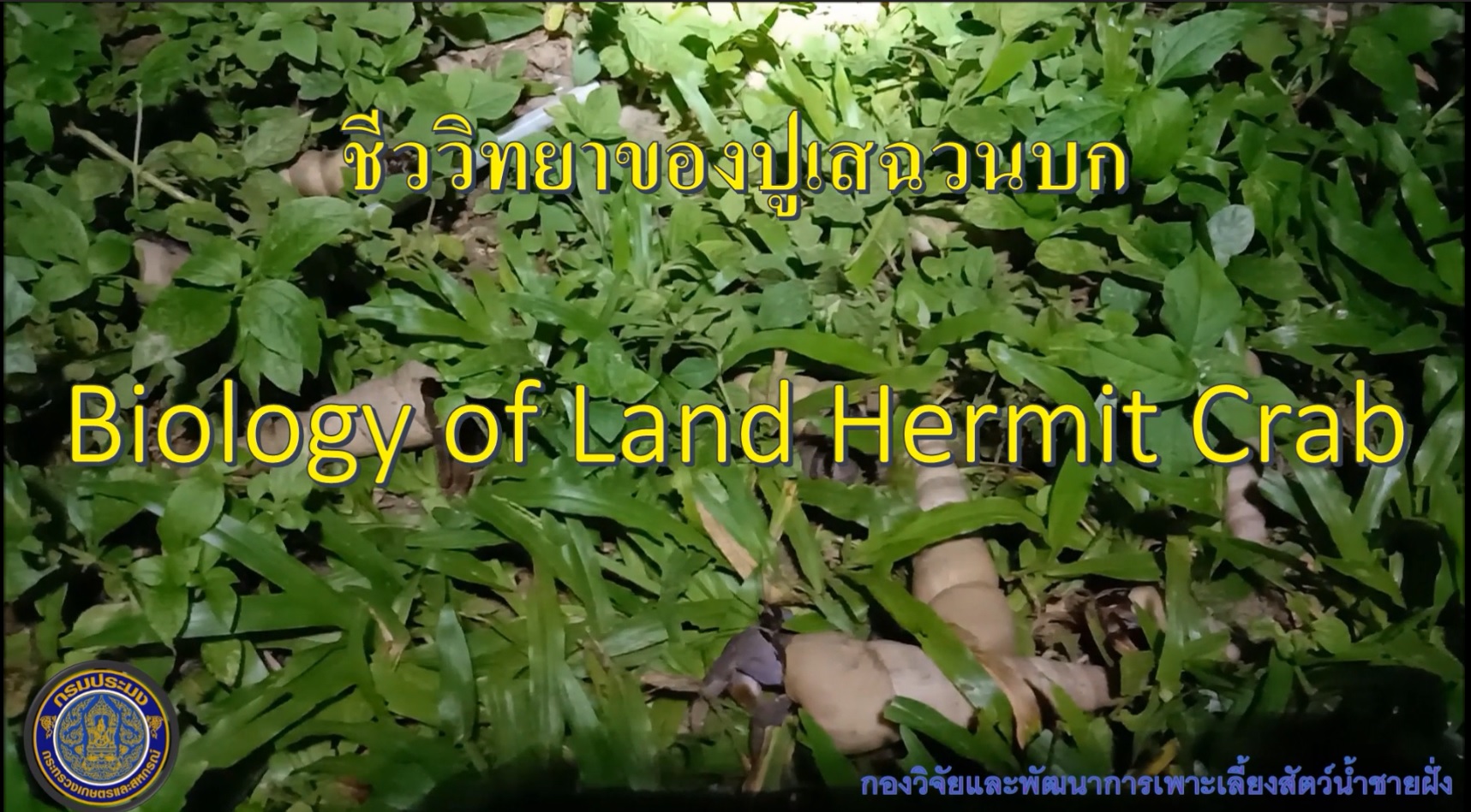 สื่อวิดีทัศน์ : Biology of Land hermit crab