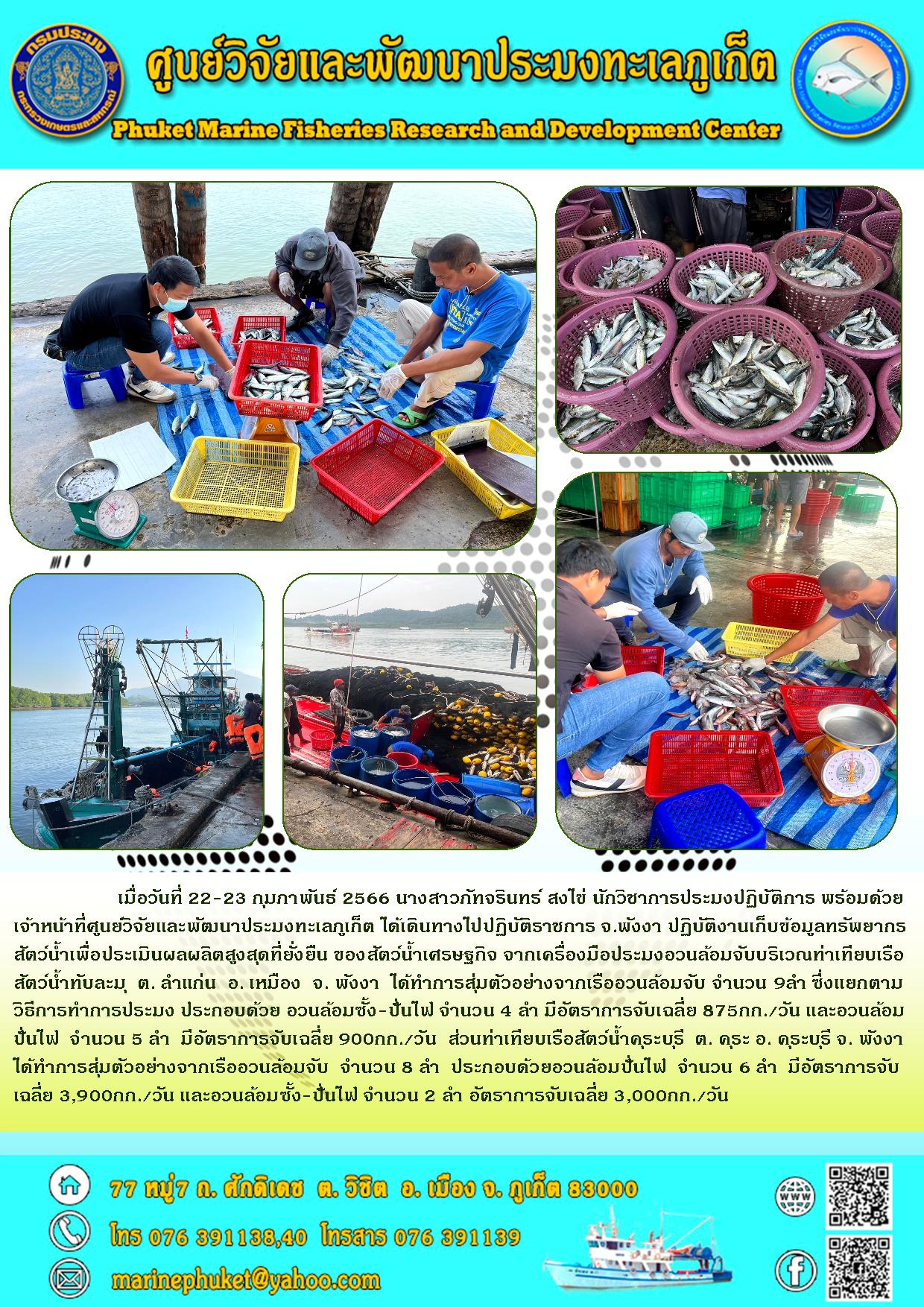 เมื่อวันที่ 22 – 23 กุมภาพันธ์ 2566 นางสาวภัทจรินทร์ สงไข่ นักวิชาการประมงปฏิบัติการ พร้อมด้วยเจ้าหน้าที่ศูนย์วิจัยและพัฒนาประมงทะเลภูเก็ต ได้เดินทางไปปฏิบัติราชการ จ.พังงา ปฏิบัติงานเก็บข้อมูลทรัพยากรสัตว์น้ำเพื่อประเมินผลผลิตสูงสุดที่ยั่งยืน ของสัตว์น้ำเศรษฐกิจ จากเครื่องมือประมงอวนล้อมจับบริเวณท่าเทียบเรือสัตว์น้ำทับละมุ ต.ลำแก่น อ.เหมือง จ.พังงา ได้ทำการสุ่มตัวอย่างจากเรืออวนล้อมจับ จำนวน 9 ลำ ซึ่งแยกตามวิธีการทำการประมง ประกอบด้วย อวนล้อมซั้ง-ปั่นไฟ จำนวน 4 ลำ มีอัตราการจับเฉลี่ย 875 กก./วัน และอวนล้อมปั่นไฟ จำนวน 8 ลำ มีอัตราการจับเฉลี่ย 900 กก./วัน ส่วนท่าเทียบเรือสัตว์น้ำคุระบุรี ต.คุระ อ.คุระบุรี จ.พังงา ได้ทำการสุ่มตัวอย่างจากเรืออวนล้อมจับ จำนวน 8 ลำ ประกอบด้วยอวนล้อมปั่นไฟ จำนวน 6 ลำ มีอัตราการจับเฉลี่ย 3,900 กก./วัน และอวนล้อมซั้ง-ปั่นไฟ จำนวน 2 ลำ อัตราการจับเฉลี่ย 3,000 กก./วัน..คลิก