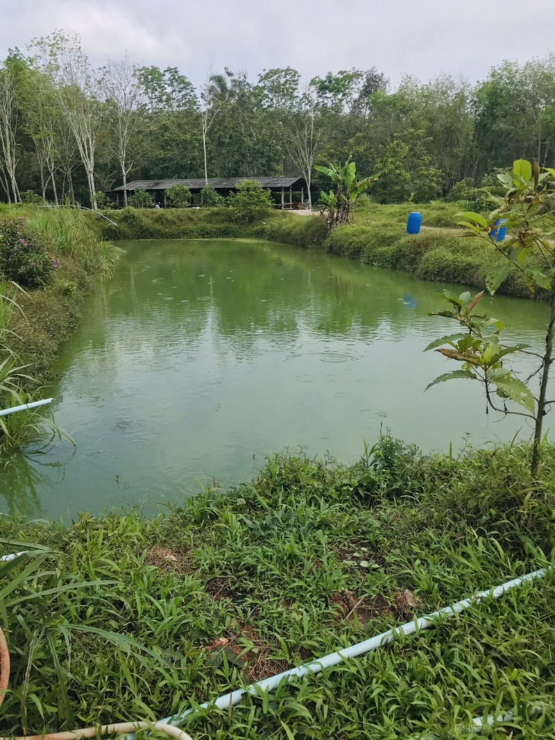 ตรวจประเมินฟาร์มเพาะเลี้ยงสัตว์น้ำ เกษตรกรอำเภอเขาชัยสนและอำเภอบางแก้ว..คลิก