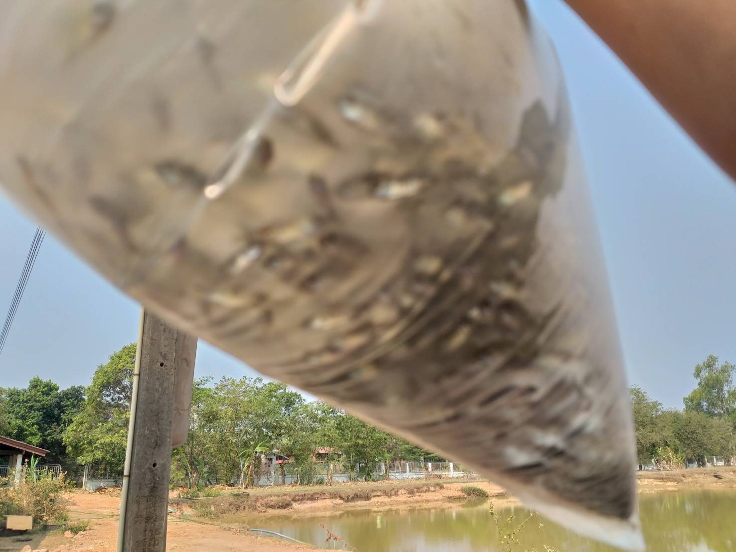 ตรวจสอบลูกพันธุ์สัตว์น้ำ ส่งออกไปยัง สปป.ลาว..คลิก