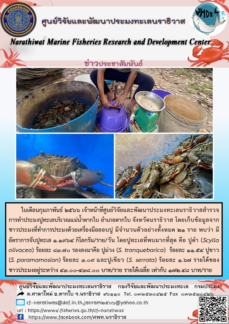 ในเดือนกุมภาพันธ์ 2566 เจ้าหน้าที่ศูนย์วิจัยและพัฒนาประมงทะเลนราธิวาสสำรวจการทำประมงปูทะเลบริเวณแม่น้ำตากใบ อำเภอตากใบ จังหวัดนราธิวาส โดยเก็บข้อมูลจากชาวประมงที่ทำการประมงด้วยเครื่องมือลอบปู จำนวนตัวอย่างทั้งหมด 21 ราย พบว่ามีอัตราการจับปูทะเล 1.1964 กิโลกรัม/ราย/วัน โดยปูทะเลที่พบมากที่สุดคือ ปูดำ (Scylla olivacea) ร้อยละ 83.70 รองลองมาคือ ปูม่วง (S. tranquebarica) ร้อยละ 11.54 ปูขาว (S. paramamosian) ร้อยละ 3.09 และปูเขียว (S. serrata) ร้อยละ 1.67 รายได้ของชาวประมงอยู่ระหว่าง 43.00-438.00 บาท/ราย รายได้เฉลี่ย เท่ากับ 172.48 บาท/ราย..คลิก