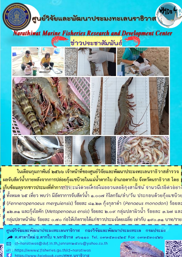 ในเดือนกุมภาพันธ์ 2566 เจ้าหน้าที่ของศูนย์วิจัยและพัฒนาประมงทะเลนราธิวาสสำรวจผลจับสัตว์น้ำภายหลังจากปล่อยกุ้งแชบ๊วยในแม่น้ำตากใบ อำเภอตากใบ จังหวัดนราธิวาส โดยเก็บข้อมูลจากชาวประมงที่ทำการทำประมงด้วยเครื่องมืออวนลอยกุ้งสามชั้น จำนวนเรือตัวอย่างทั้งหมด 65 เที่ยว พบว่า มีอัตราการจับน้ำ 1.007 กิโลกรัม/ลำ/วัน ประกอบด้วยกุ้งแชบ๊วย (Fenneropenaeus merguiensis) ร้อยละ 81.23 กุ้งกุลาดำ (Penaeus monodon) ร้อยละ 12.31 และกุ้งโอคัก (Metapenaues ensis) ร้อยละ 2.09 กลุ่มหาปลาผิวน้ำ ร้อยละ 3.67 และกลุ่มปลาหน้าดิน ร้อยละ 0.70 ก่อให้เกิดรายได้แก่ชาวประมงโดยเฉลี่ย เท่ากับ 190.31 บาท/ราย..คลิก