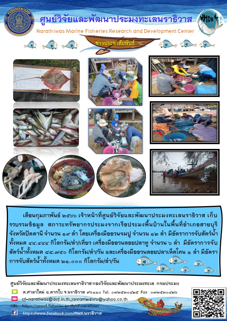เดือนกุมภาพันธ์ 2566 เจ้าหน้าที่ศูนย์วิจัยและพัฒนาประมงทะเลนราธิวาส เก็บรวบรวมข้อมูล สภาวะทรัพยากรประมงจากเรือประมงพื้นบ้านในพื้นที่อำเภอสายบุรี จังหวัดปัตตานี จำนวน 19 ลำ โดยเครื่องมืออวนจมปู จำนวน 12 ลำ มีอัตราการจับสัตว์น้ำทั้งหมด 44.444 กิโลกรัม/ลำ/เที่ยว เครื่องมืออวนลอยปลาทู จำนวน 6 ลำ มีอัตราการจับสัตว์น้ำทั้งหมด 88.750 กิโลกรัม/ลำ/วัน และเครื่องมืออวนลอยปลาเห็ดโคน 1 ลำ มีอัตราการจับสัตว์น้ำทั้งหมด 21.000 กิโลกรัม/ลำ/วัน