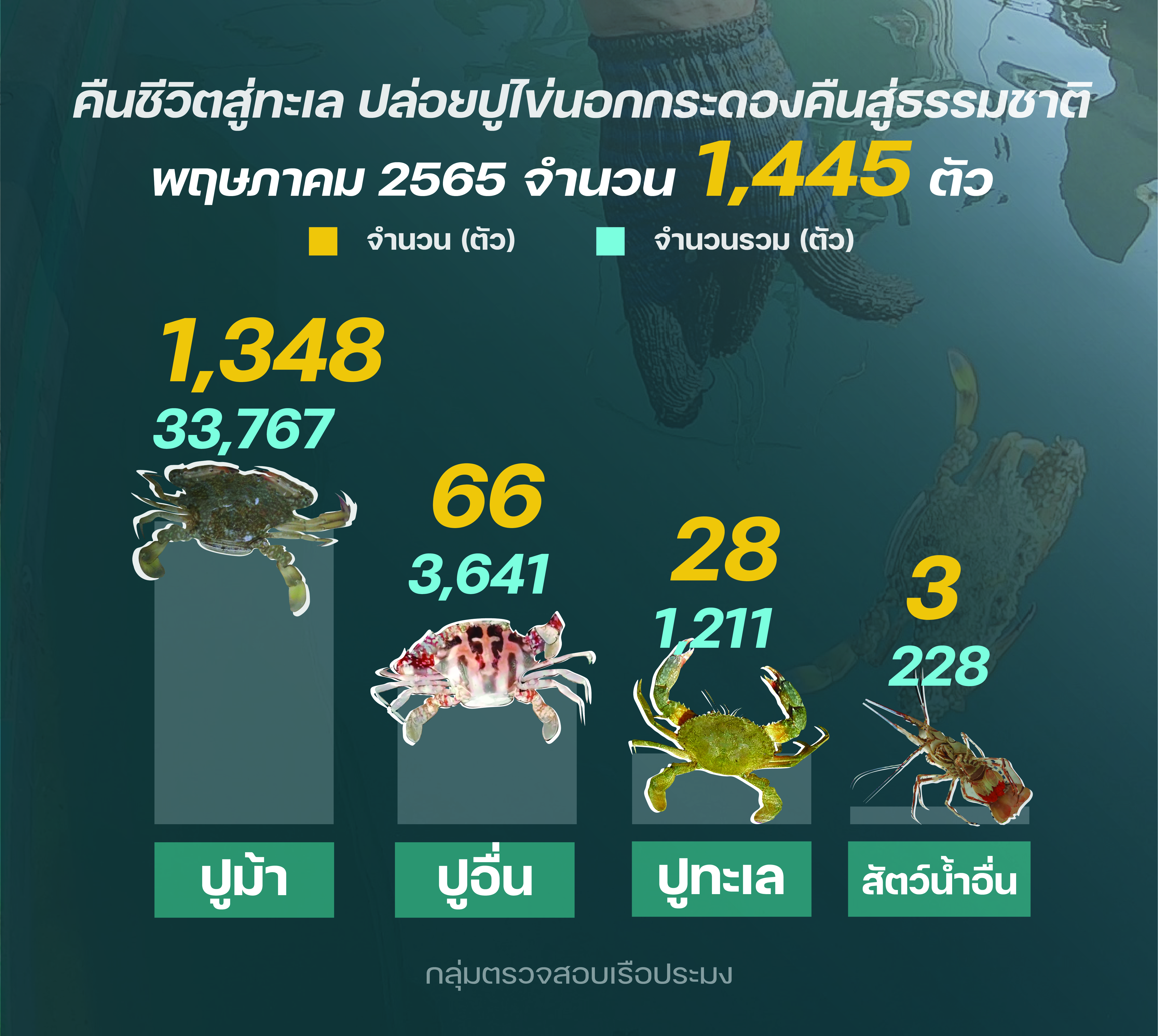 รายงานชาวประมงปล่อยปูไข่นอกกระดอง พฤษภาคม 2565..คลิก