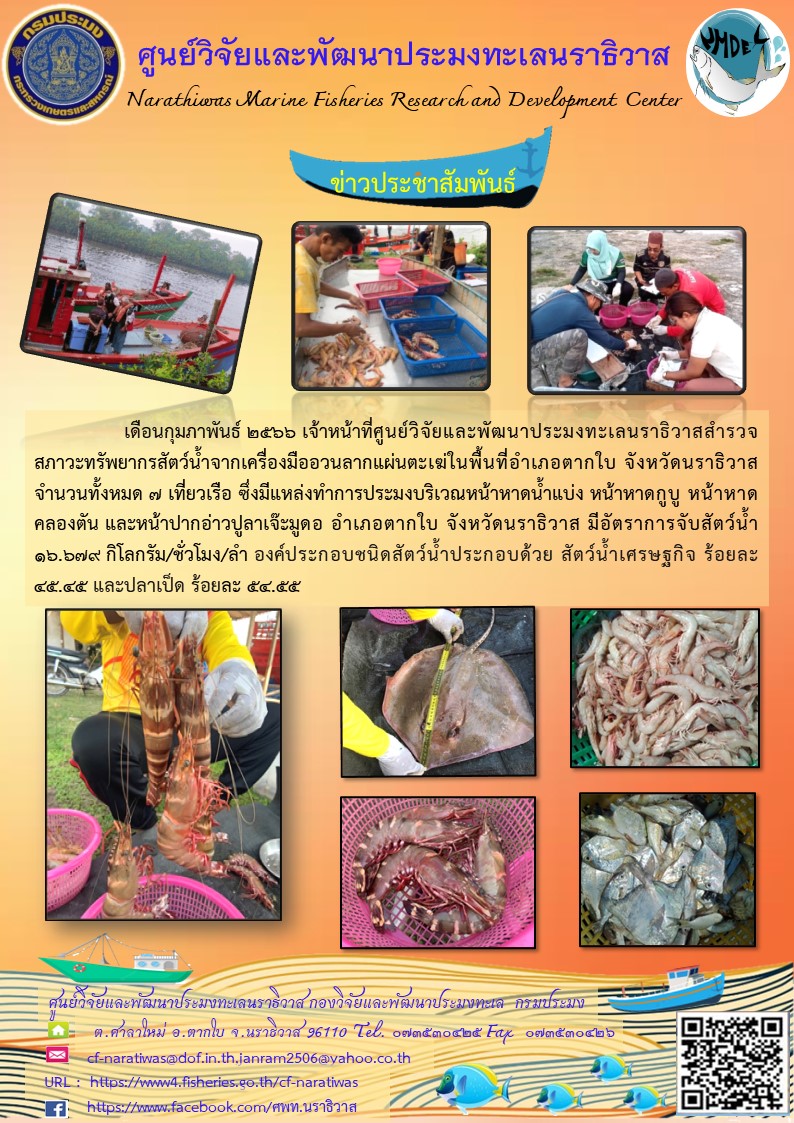 เดือนกุมภาพันธ์ 2566 เจ้าหน้าที่ศูนย์วิจัยและพัฒนาประมงทะเลนราธิวาสสำรวจสภาวะทรัพยากรสัตว์น้ำจากเครื่องมืออวนลากแผ่นตะเฆ่ในพื้นที่อำเภอตากใบ จังหวัดนราธิวาสจำนวนทั้งหมด 7 เที่ยวเรือ ซึ่งมีแหล่งทำการประมงบริเวรหน้าหาดน้ำแบ่ง หน้าหาดกูบู หน้าหาด คลองตัน และหน้าปากอ่าวปูลาเจ๊ะมูดอ อำเภอตากใบ จังหวัดนราธิวาส มีอัตราการจับสัตว์น้ำ 16.679 กิโลกรัม/ชั่วโมง/ลำ องค์ประกอบชนิดสัตว์น้ำประกอบด้วย สัตว์น้ำเศรษฐกิจ ร้อยละ 45.45 และปลาเป็ด ร้อยละ 54.54..คลิก