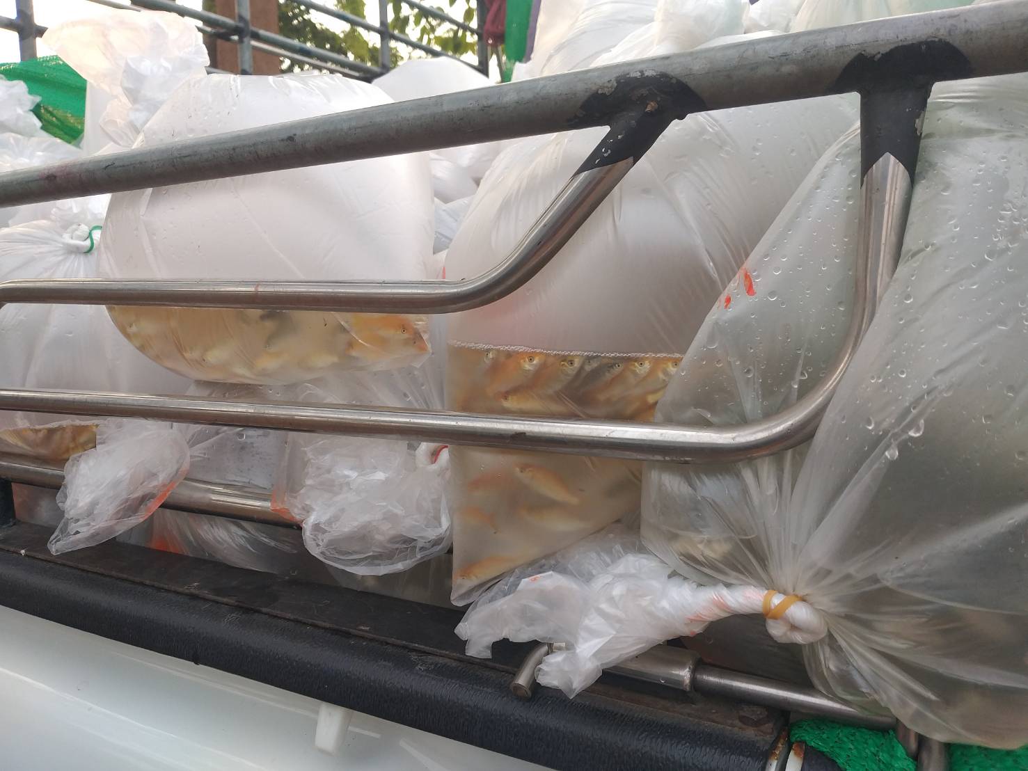 ตรวจสอบลูกพันธุ์สัตว์น้ำ ส่งออกไปยัง สปป.ลาว..คลิก