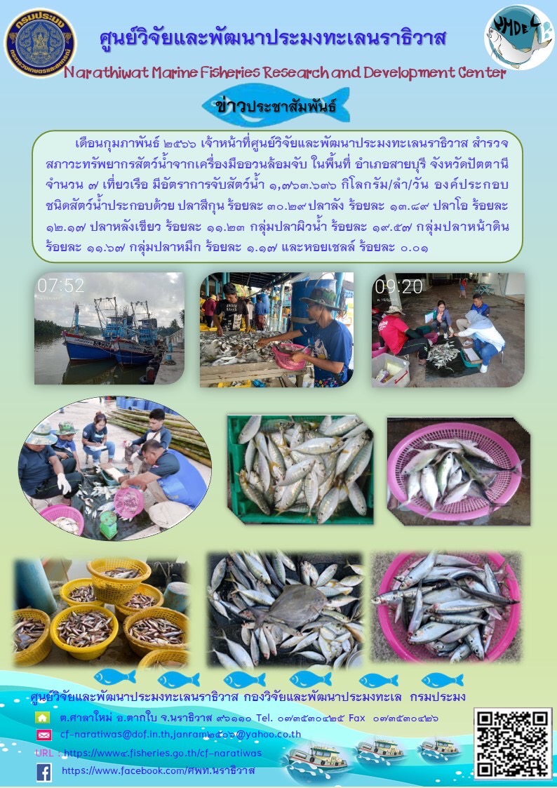 เดือนกุมภาพันธ์ 2566 เจ้าหน้าที่ศูนย์วิจัยและพัฒนาประมงทะเลนราธิวาส สำรวจสภาวะทรัพยากรสัตว์น้ำจากเครื่องมืออวนล้อมจับ ในพื้นที่ อำเภอสายบุรี จังหวัดปัตตานี จำนวน 7 เที่ยวเรือ มีอัตราการจับสัตว์น้ำ 1,763.636 กิโลกรัม/ลำ/วัน องค์ประกอบชนิดสัตว์น้ำประกอบด้วย ปลาสีกุน ร้อยละ 30.29 ปลาลัง ร้อยละ 13.89 ปลาโอ ร้อยละ 12.17 ปลาหลังเขียว ร้อยละ 11.23 กลุ่มปลาผิวน้ำ ร้อยละ 19.57 กลุ่มปลาหน้าดิน ร้อยละ 11.67 กลุ่มปลาหมึก ร้อยละ 1.17 และหอยเชลล์ ร้อยละ 0.01..คลิก