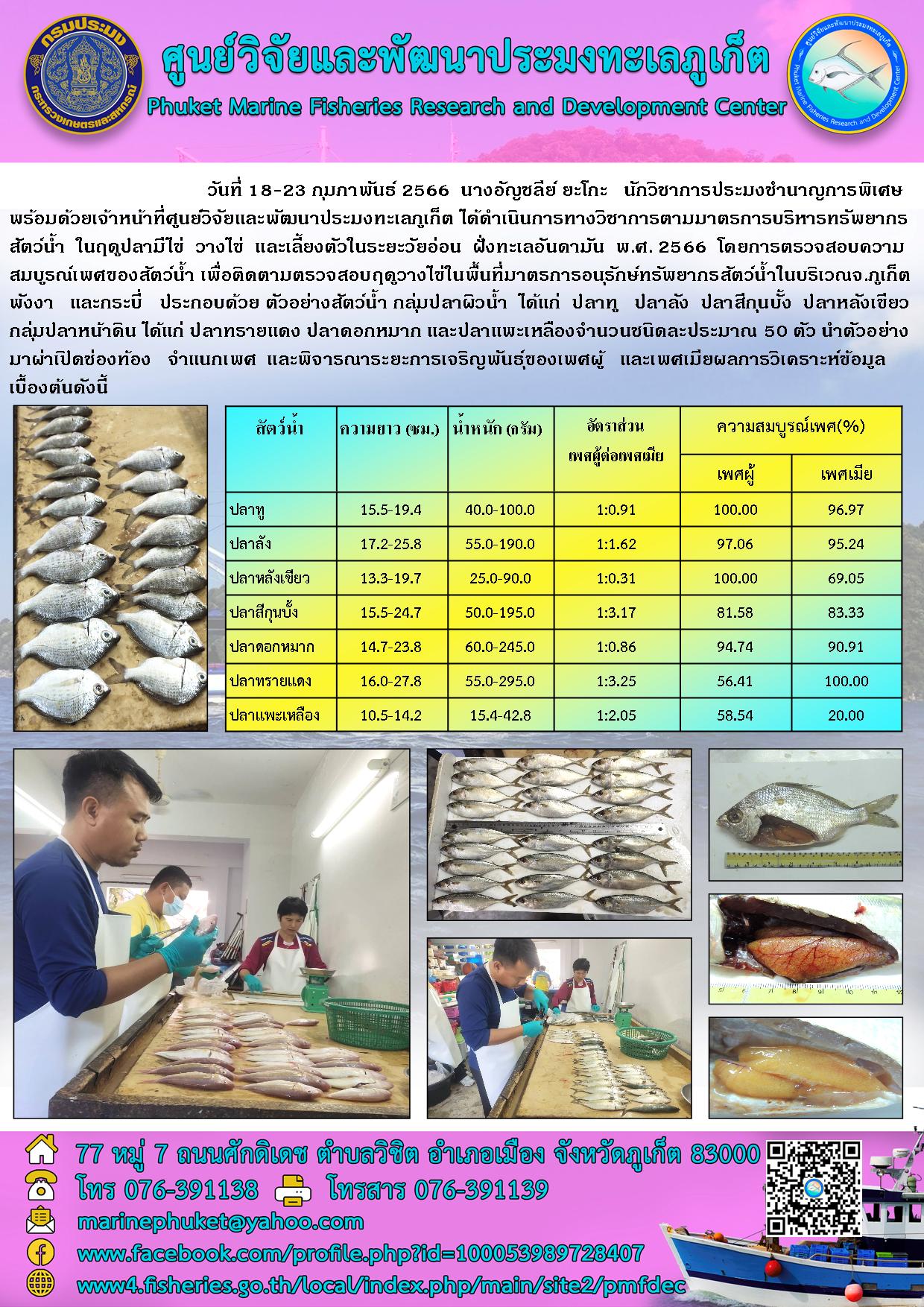 วันที่ 18-23 กุมภาพันธ์ 2566 นางอัญชลีย์ ยะโกะ นักวิชาการประมงชำนาญการพิเศษ พร้อมด้วยเจ้าหน้าที่ศูนย์วิจัยและพัฒนาประมงทะเลภูเก็ต ได้ดำเนินการทางวิชาการตามมาตรการบริหารทรัพยากร สัตว์น้ำ ในฤดูปลามีไข่ วางไข่ และเลี้ยงตัวในระยะวัยอ่อน ฝั่งทะเลอันดามัน พ.ศ. 2566 โดยการตรวจสอบความสมบูรณ์เพศของสัตว์น้ำ เพื่อติดตามตรวจสอบฤดูวางไข่ในพื้นที่มาตรการอนุรักษ์ทรัพยากรสัตว์น้ำในบริบริเวณ จ.ภูเก็ต พังงา และกระบี่ ประกอบด้วย ตัวอย่างสัตว์น้ำ กลุ่มปลาผิวน้ำ ได้แก่ ปลาทู ปลาลัง ปลาสีกุนบั้ง ปลาหลังเขียว กลุ่มปลาหน้าดิน ได้แก่ ปลาทรายแดง ปลาดอกหมาก และปลาแพะเหลืองจำนวนชนิดละประมาณ 50 ตัว นำตัวอย่างมาผ่าเปิดช่องท้อง จำแนกเพศ และพิจารณาระยะการเจริญพันธุ์ของเพศผู้ และเพศเมียผลการวิเคราะห์ข้อมูลเบื้องต้นดังนี้..คลิก