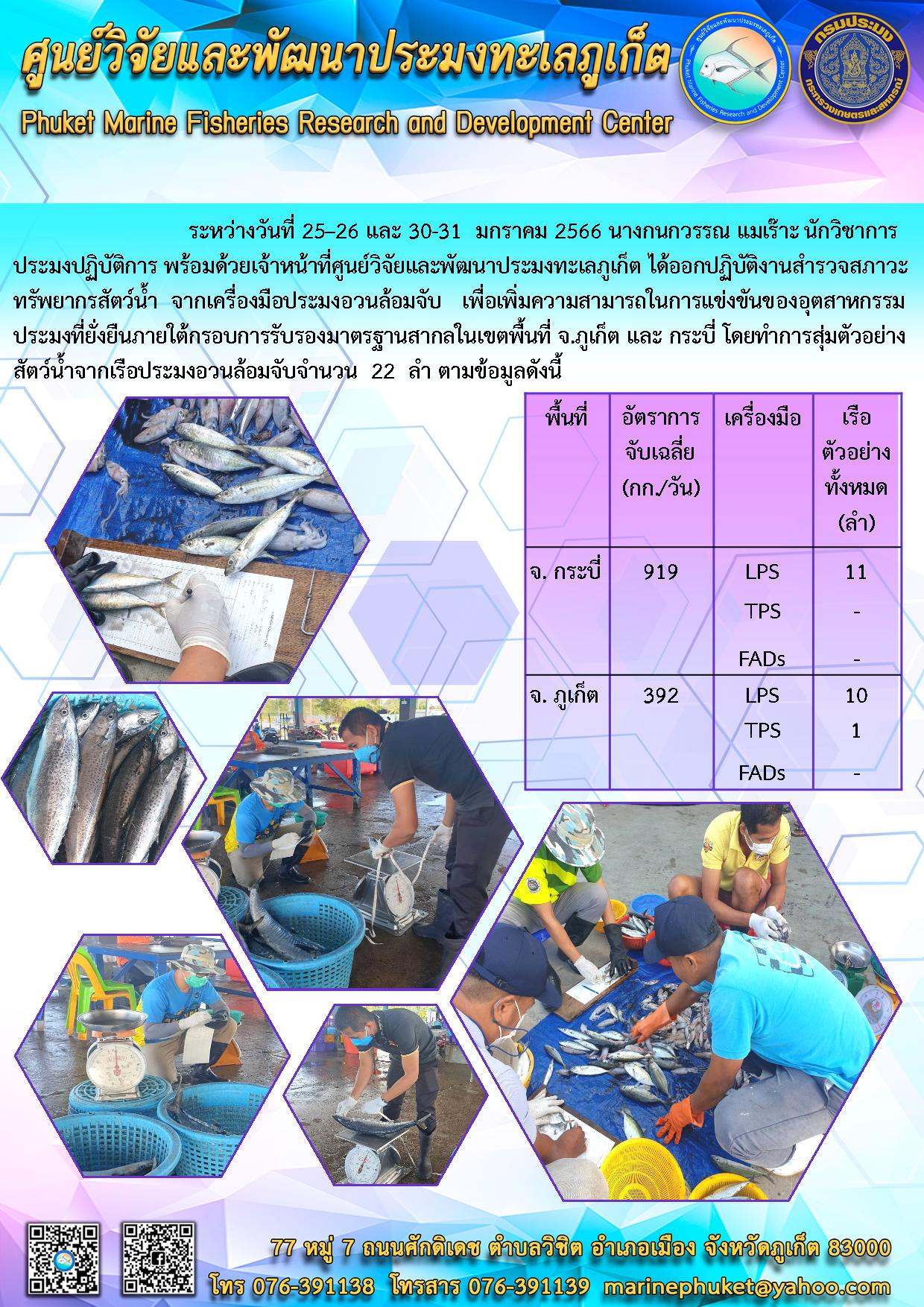 ระหว่างวันที่ 25-26 และ 30-31 มกราคม 2566 นางกนกวรรณ แมเร๊าะ นักวิชาการประมงปฏิบัติการ พร้อมด้วยเจ้าหน้าที่ศูนย์วิจัยและพัฒนาประมงทะเลภูเก็ต ได้ออกปฏิบัติงานสำรวจสภาวะทรัพยากรสัตว์น้ำ จากเครื่องมือประมงอวนล้อมจับ เพื่อเพิ่มความสามารถในการแข่งขันของอุตสาหกรรมประมงที่ยั่งยืนภายใต้กรอบการรับรองมาตรฐานสากลในเขตพื้นที่ จ.ภูเก็ต และ กระบี่ โดยทำการสุ่มตัวอย่างสัตวฺน้ำจากเรือประมงอวนล้อมจับจำนวน 22 ลำ ตามข้อมูลดังนี้..คลิก