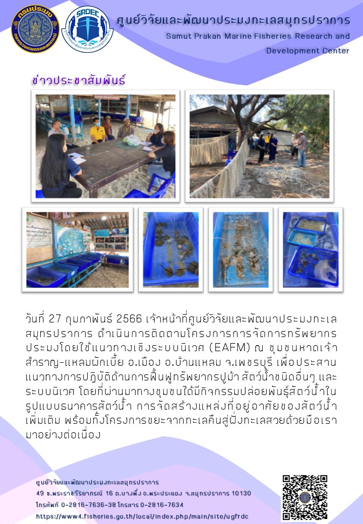 วันที่ 27 กุมภาพันธ์ 2566 เจ้าหน้าที่ศูนย์วิจัยและพัฒนาประมงทะเลสมุทรปราการ ดำเนินการติดตามโครงการการจัดการทรัพยากรประมงโดยใช้แนวทางเชิงระบบนิเวศ (EAFM) ณ ชุมชนหาดเจ้าสำราญ-แหลมผักเบี้ย อ.เมือง อ.บ้านแหลม จ.เพชรบุรี เพื่อประสานแนวทางการปฏิบัติด้านการฟื้นฟูทรัพยากรปูม้า สัตว์น้ำชนิดอื่นๆ และระบบนิเวศ โดยที่ผ่านมาทางชุมชนได้มีกิจกรรมปล่อยพันธุ์สัตว์น้ำในรูปแบบธนาคารสัตว์น้ำ การจัดสร้างแหล่งที่อยู่อาศัยของสัตว์น้ำเพิ่มเติม พร้อมทั้งโครงการขยะจากทะเลคืนสู่ฝั่งทะเลสวยด้วยมือเรามาอย่างต่อเนื่อง..คลิก