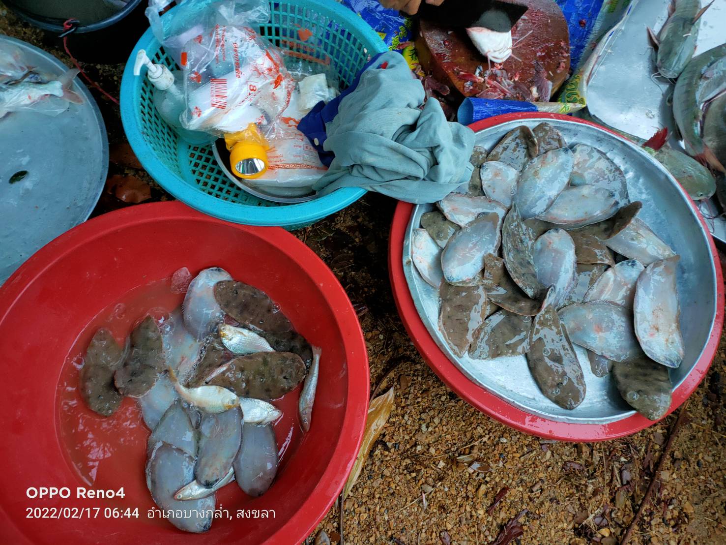 สภาวะสัตว์น้ำรอบทะเลสาบสงขลา เดือนกุมภาพันธ์ 2565..คลิก