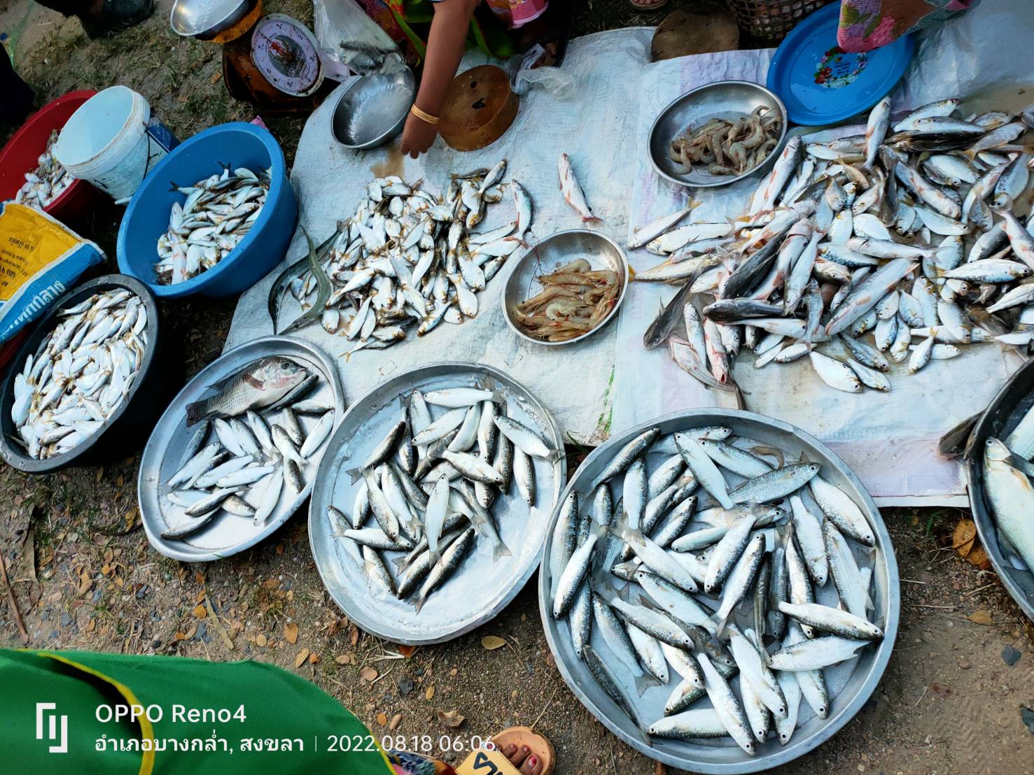 สภาวะสัตว์น้ำรอบทะเลสาบสงขลา เดือนสิงหาคม 2565..คลิก