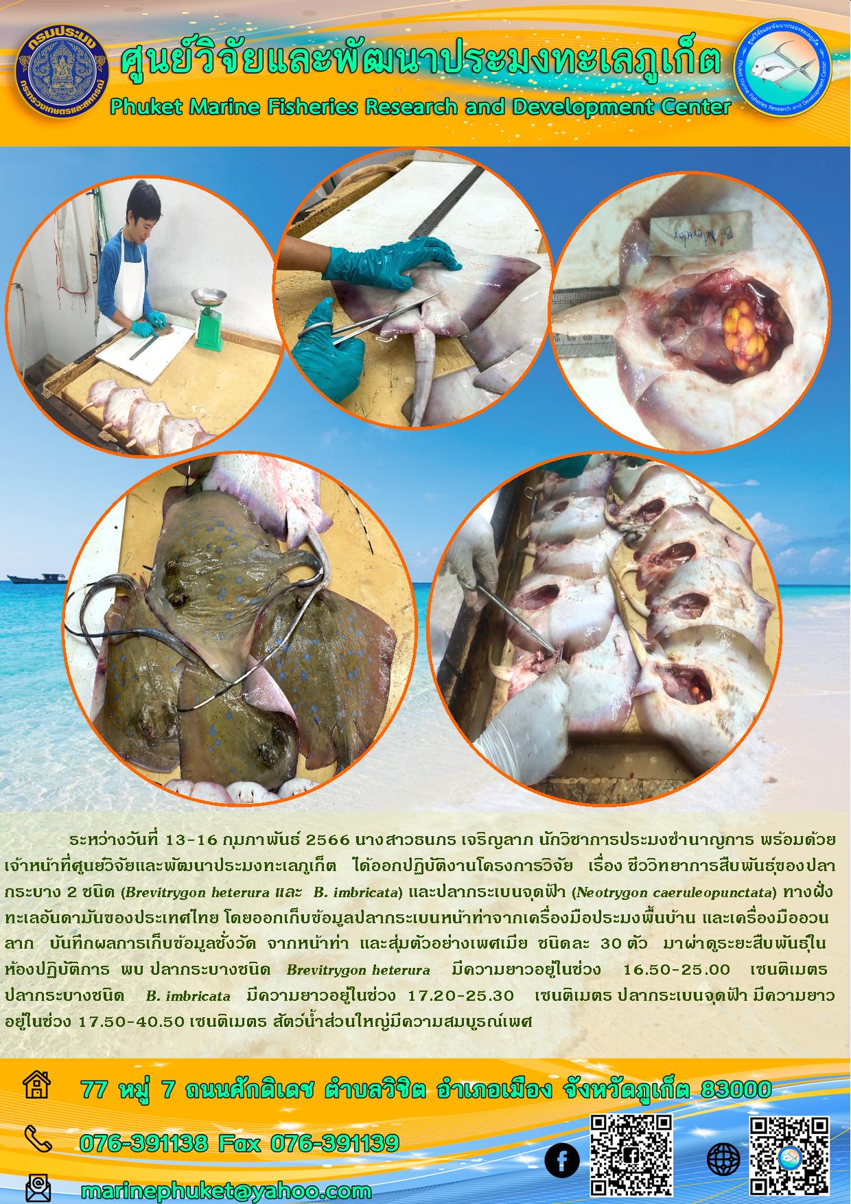 ระหว่างวันที่ 13 – 16 กุมภาพันธ์ 2566 นางสาวธนภร เจริญลาภ นักวิชาการประมงชำนาญการ พร้อมด้วยเจ้าหน้าที่ศูนย์วิจัยและพัฒนาประมงภูเก็ต ได้ออกปฏิบัติงานโครงการ เรื่อง ชีววิทยาการสืบพันธุ์ของปลากระบาง 2 ชนิด (Brevitrygon heterura และB. imbricata) และปลากระเบนจุดฟ้า (Neotrygon caeruleopunctata) ทางฝั่งอันดามันของประเทศไทย โดยออกเก็บข้อมูลปลากระเบนหน้าท่าจากเครื่องมือประมงพื้นบ้าน และเครื่องมืออวนลาก บันทึกผลการเก็บข้อมูลชั่งวัด จากหน้าท่า และสุ่มตัวอย่างเพศเมีย ชนิดละ 30 ตัว มาผ่าดูระยะสืบพันธุ์ในห้องปฏิบัติการพบ ปลากระบางชนิด Brevitrygon heterura มีความยาวอยู่ในช่วง 16.50-25.00 เซนติเมตร ปลากระบางชนิด B. imbricata มีความยาวอยู่ในช่วง 17.20-25.30 เซนติเมตร ปลากระเบนจุดฟ้า มีความยาวอยู่ในช่วง 17.50-40.50 เซนติเมตร สัตว์น้ำส่วนใหญ่มีความสมบูรณ์ทางเพศ..คลิก