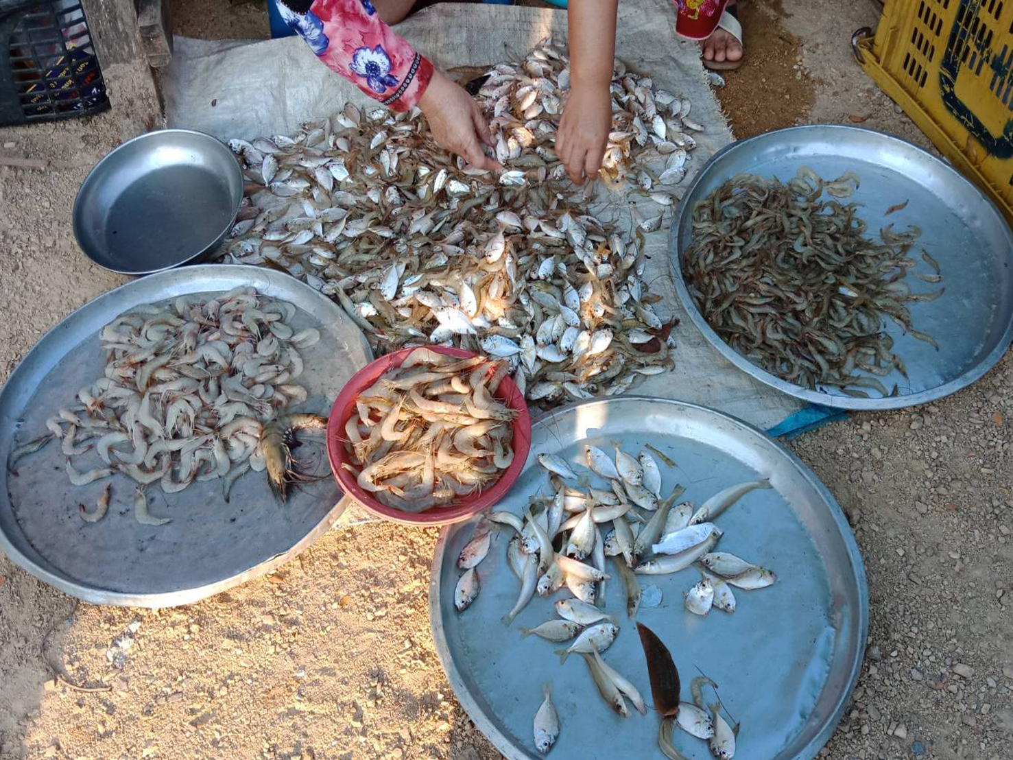สภาวะสัตว์น้ำรอบทะเลสาบสงขลา เดือนพฤศจิกายน 2564..คลิก