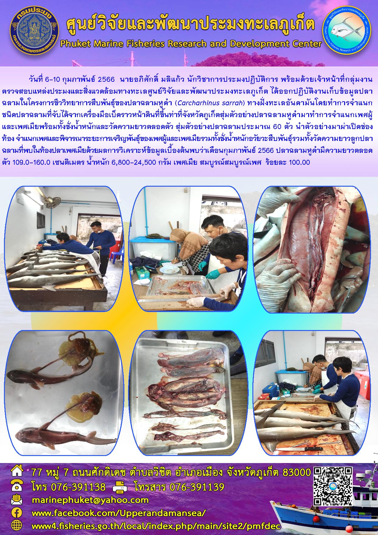 วันที่ 6-10 กุมภาพันธ์ 2566 นายอภิศักดิ์ มลิแก้ว นักวิชาการประมงปฏิบัติการ พร้อมด้วยเจ้าหน้าที่กลุ่มงานตรวจสอบแหล่งประมงและสิ่งแวดล้อมทางทะเลศูนย์วิจัยและพัฒนาประมงทะเลภูเก็ต ได้ออกปฏิบัติงานเก็บรวบรวมข้อมูลปลาฉลามในโครงการชีววิทยาการสืบพันธุ์ของฉลามหูดำ (Carcharhinus sarrah) ทางฝั่งทะเลอันดามันโดยทำการจำแนกชนิดปลาฉลามที่จับได้จากเครื่องมือเบ็ดราวหน้าดินที่ขึ้นท่าที่จังหวัดภูเก็ตสุ่มตัวอย่างปลาฉลามหูดำมาทำการจำแนกเพศผู้และเพศเมียพร้อมทั้งชั่งน้ำหนักและวัดความยาวตลอดตัว สุ่มตัวอย่างปลาฉลามประมาณ 60 ตัว นำตัวอย่างมาผ่าเปิดช่องท้อง..คลิก