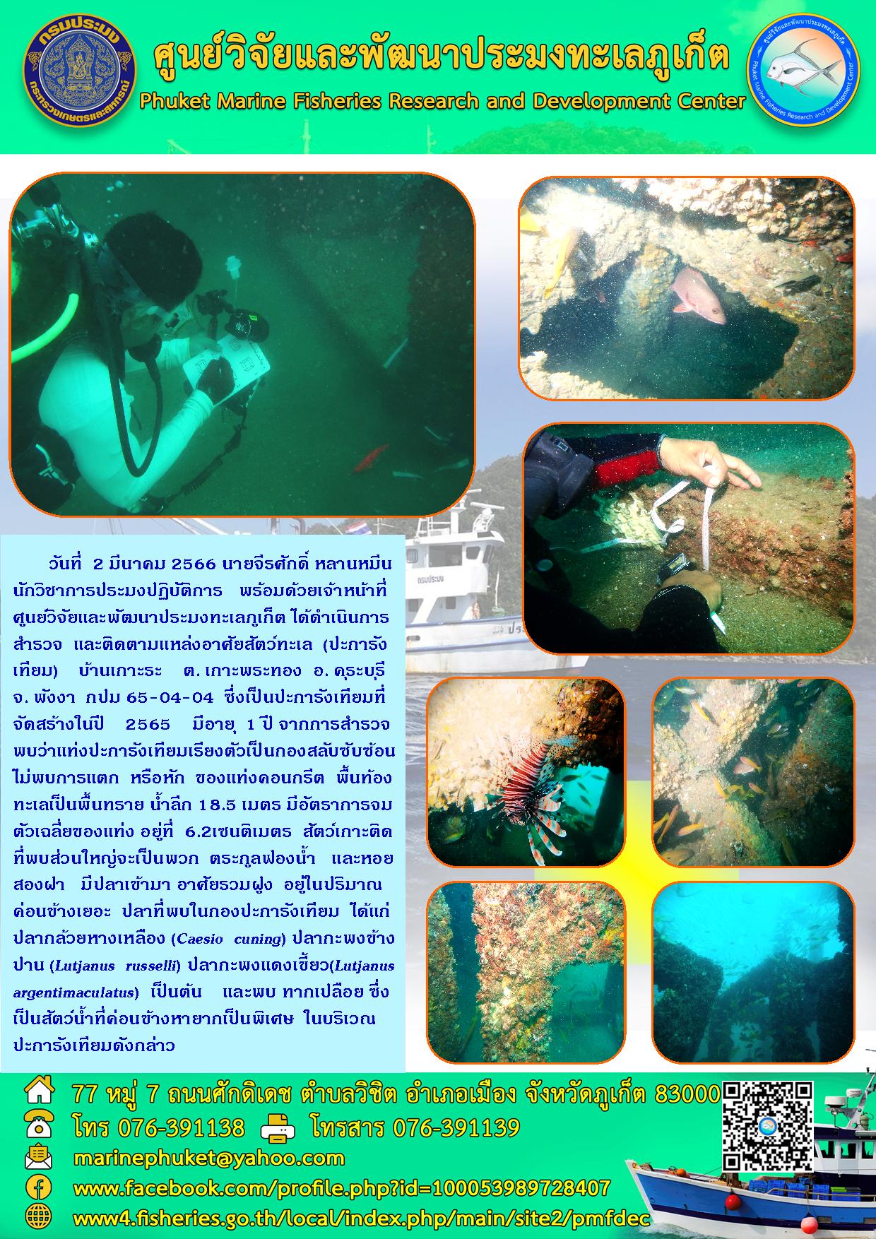 วันที่ 2 มีนาคม 2566 นายจีรศักดิ์ หลานหมีน นักวิชาการประมงปฏิบัติการ พร้อมด้วยเจ้าหน้าที่ศูนย์วิจัยและพัฒนาประมงทะเลภูเก็ต ได้ดำเนินการสำรวจ และติดตามแหล่งอาศัยสัตว์ทะเล (ปะการังเทียม) บ้านเกาะระ ต.เกาะพระทอง อ.คุระบุรี จ.พังงา กมป 65-04-04 ซึ่งเป็นปะการังเทียมที่จัดสร้างในปี 2565 มีอายุ 1 ปี จากการสำรวจพบว่าแท่งประการังเทียมเรียงตัวเป็นกองสลับซับซ้อนไม่พบการแตก หรือหัก ของแท่งคอนกรีต พื้นท้องทะเลเป็นพื้นทราย น้ำลึก 18.5 เมตร มีอัตราการจมตัวเฉลี่ยของแท่ง อยู่ที่ 6.2 เซนติเมตร สัตว์เกาะติดที่พบส่วนใหญ่จะเป็นพวก ตระกูลฟองน้ำ และหอยสองฝา มีปลาเข้ามา อาศัยรวมฝูง อยู่ในปริมาณ ค่อนข้างเยอะ ปลาที่พบในกองปะการังเทียม..คลิก