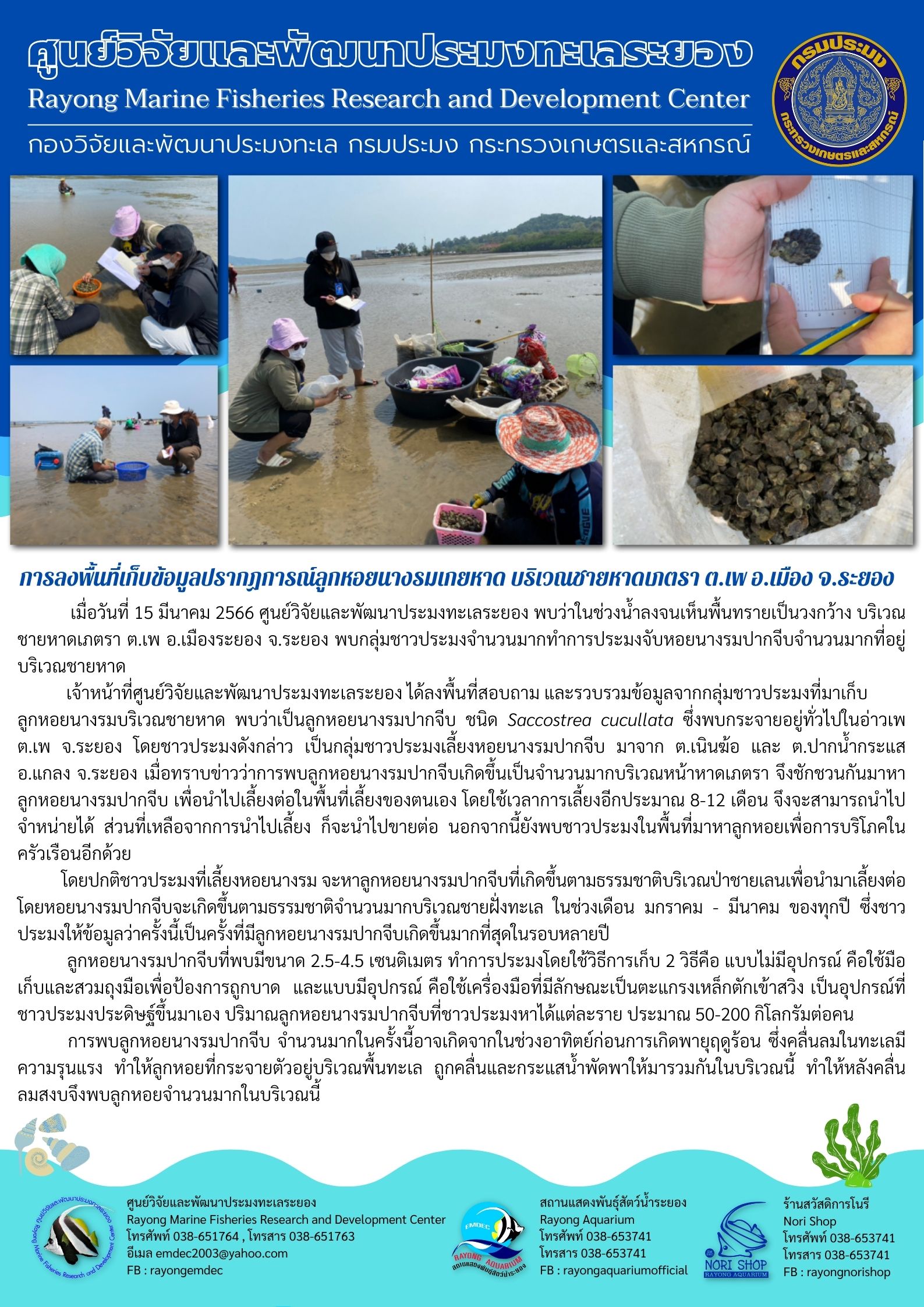 เมื่อวันที่ 15 มีนาคม 2566 ศูนย์วิจัยและพัฒนาประมงทะเลระยอง พบว่าในช่วงน้ำลงจนเห็นพื้นทรายเป็นวงกว้าง บริเวณชายหาดเภตรา ต.เพ อ.เมืองระยอง จ.ระยอง พบกลุ่มชาวประมงจำนวนมากทำการประมงจับหอยนางรมปากจีบจำนวนมากที่อยู่บริเวณชายหาด 	เจ้าหน้าที่ศูนย์วิจัยและพัฒนาประมงทะเลระยอง ได้ลงพื้นที่สอบถาม และรวบรวมข้อมูลจากกลุ่มชาวประมงที่มาเก็บลูกหอยนางรมบริเวณชายหาด พบว่าเป็นลูกหอยนางรมปากจีบ ชนิด Saccostrea cucullate ซึ่งพบกระจายอยู่ทั่วไปในอ่าวเพ ต.เพ จ.ระยอง โดยชาวประมงดังกล่าว เป็นกลุ่มชาวประมงเลี้ยงหอยนางรมปากจีบ มาจาก ต.เนินฆ้อ และ ต.ปากน้ำกระแส อ.แกลง จ.ระยอง เมื่อทราบข่าวว่าพบลูกหอยนางรมปากจีบเกิดขึ้นเป้นจำนวนมากบริเวณหน้าหาดเภตรา ซึ่งชักชวนกันมาหาลูกหอยนางรมปากจีบ เพื่อนำไปเลี้ยงต่อในพื้นที่เลี้ยงของตนเอง โดยใช้เวลาการเลี้ยงอีกประมาณ 8-12 เดือน จึงสามารถนำไปจำหน่ายได้ ส่วนที่เหลือจากการนำไปเลี้ยง ก็จะนำไปขายต่อ นอกจากนี้ยังพบชาวประมงในพื้นที่มาหาลูกหอยเพื่อบริโภคในครัวเรือนอีกด้วย..คลิก