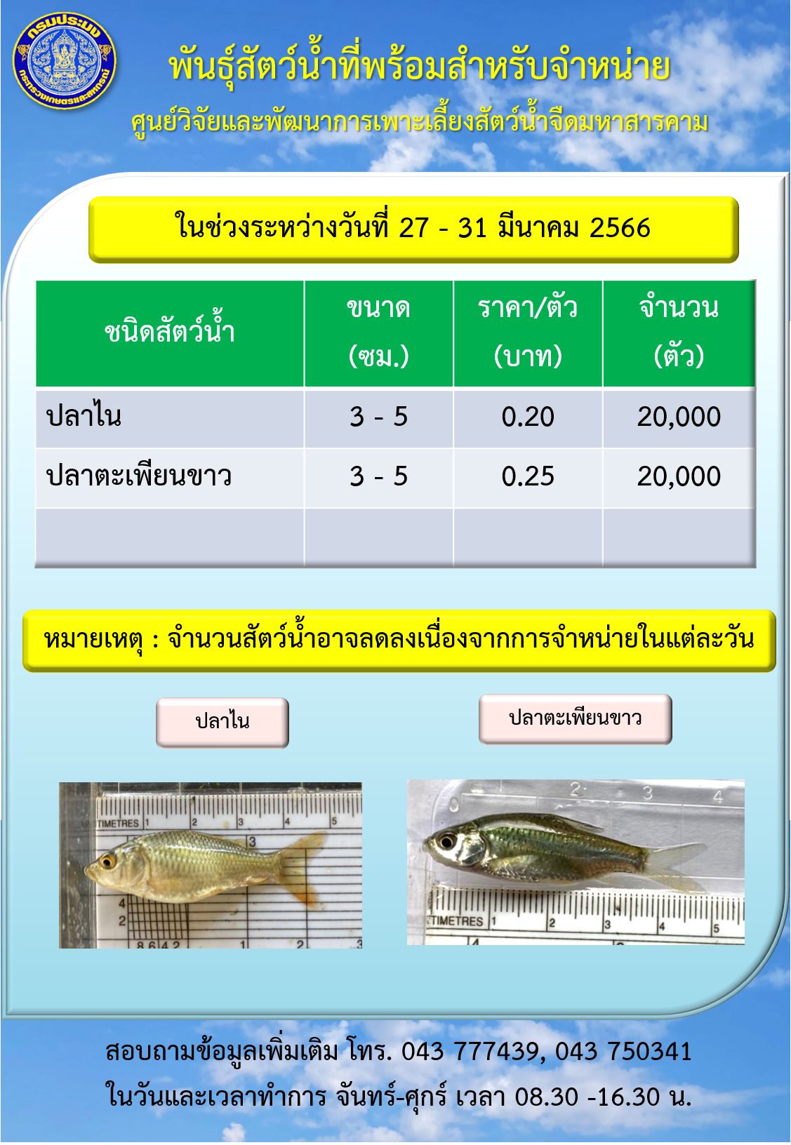 พันธุ์สัตว์น้ำที่พร้อมสำหรับจำหน่าย ระหว่างวันที่ 27 – 31 มีนาคม 2566..คลิก