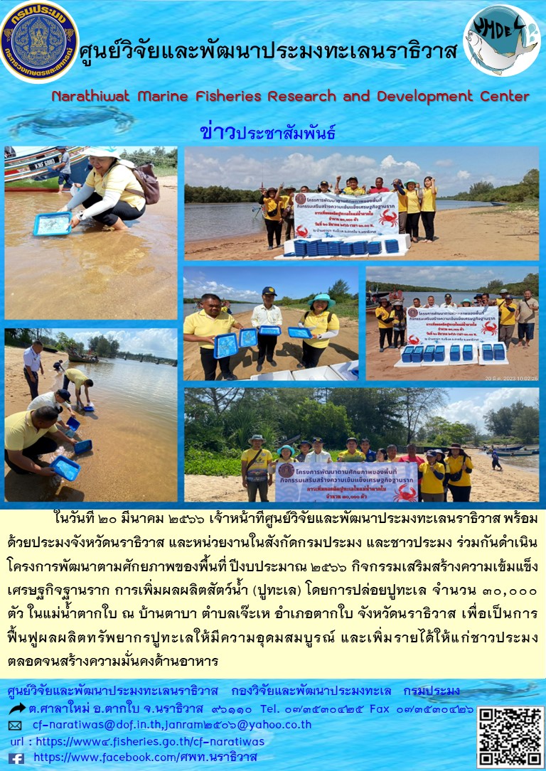 ในวันที่ 20 มีนาคม 2566 เจ้าหน้าที่ศูนย์วิจัยและพัฒนาประมงทะเลนราธิวาส พร้อมด้วยประมงจังหวัดนราธิวาส และหน่วยงานในสังกัดกรมประมง และชาวประมง ร่วมกันดำเนินโครงการพัฒนาตามศักยภาพของพื้นที่ ปีงบประมาณ 2566 กิจกรรมเสริมสร้างความเข้มแข็งเศรษฐกิจฐานราก การเพิ่มผลผลิตสัตว์น้ำ (ปูทะเล) โดยการปล่อยปูทะเล จำนวน 30,000 ตัว ในแม่น้ำตากใบ ณ บ้านตาบา ตพบลเจ๊ะเห อำเภอตากใบ จังหวัดนราธิวาส เพื่อเป็นการฟื้นฟูผลผลิตทรัพยากรปูทะเลให้ความอุดมสมบูรณ์ และเพิ่มรายได้ให้แก่ชาวประมงตลอดจนสร้างความมั่นคงด้านอาหาร..คลิก