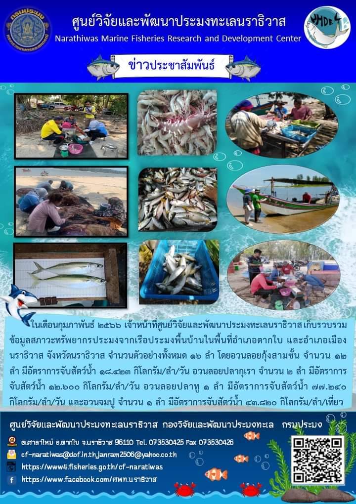 ในเดือนกุมภาพันธ์ 2566 เจ้าหน้าที่ศูนย์วิจัยและพัฒนาประมงทะเลนราธิวาส เก็บรวบรวม ข้อมูลสภาวะทรัพยากรประมงจากเรือประมงพื้นที่อำเภอตากใบ และอำเภอเมือง นราธิวาส จังหวัดนราธิวาส จำนวนตัวอย่างทั้งหมด 16 ลำ โดยอวนลอยกุ้งสามชั้น จำนวน 12 ลำ มีอัตราการจับสัตว์น้ำ 18.423 กิโลกรัม/ลำ/วัน อวนลอยปลากุเรา จำนวน 2 ลำ มีอัตราการจับสัตว์น้ำ 12.600 กิโลกรัม/ลำ/วัน อวนลอยปลาทู 1 ลำ มีอัตราการจับสัตว์น้ำ 77.240 กิโลกรัม/ลำ/วัน และอวนจมปู จำนวน 1 ลำ มีอัตราการจับสัตว์น้ำ 43.820 กิโลกรัม/ลำ/เที่ยว..คลิก