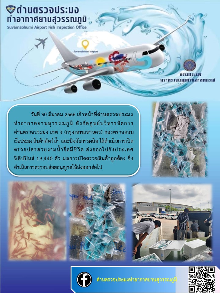 เจ้าหน้าที่ด่านตรวจประมงท่าอากาศยานสุวรรณภูมิ เปิดตรวจการส่งออกสินค้าสัตว์น้ำ ประเภทปลาสวยงามมีชีวิต