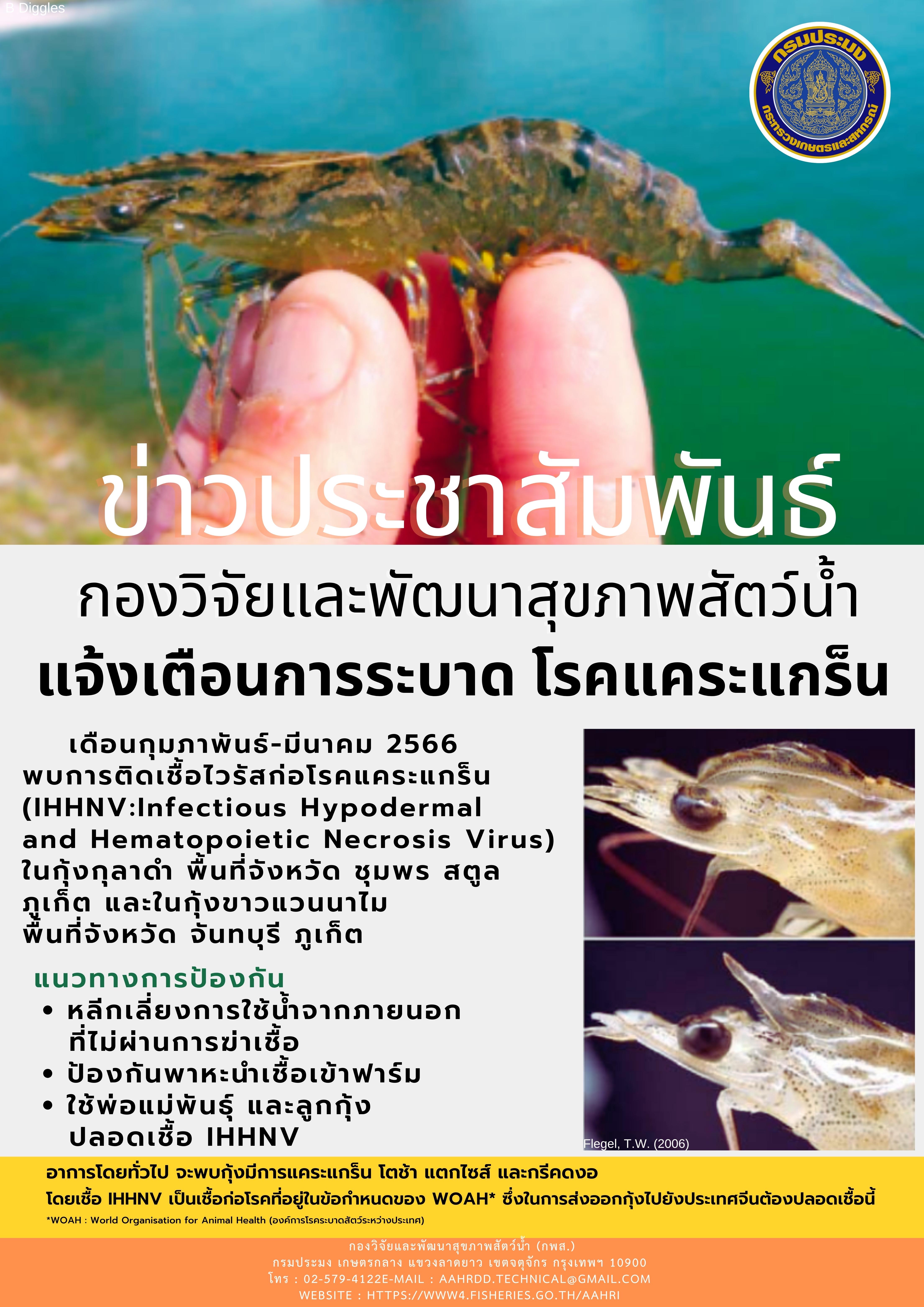 แจ้งเตือนการระบาด โรคแคระแกร็น