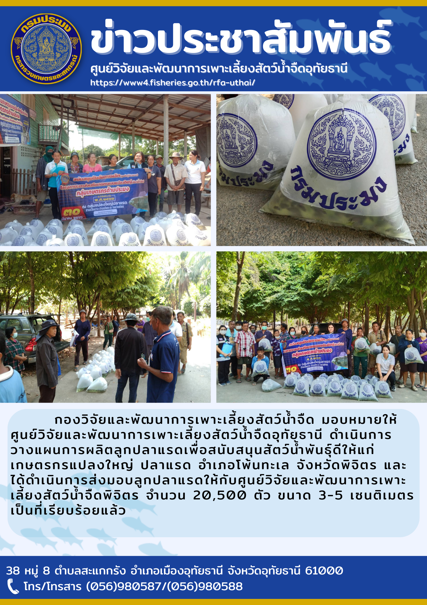 กองวิจัยและพัฒนาการเพาะเลี้ยงสัตว์น้ำจืด มอบหมายให้ศูนย์วิจัยและพัฒนาการเพาะเลี้ยงสัตว์น้ำจืดอุทัยธานี ดำเนินการวางแผนการผลิตลูกปลาแรดเพื่อสนับสนุนสัตว์น้ำพันธุ์ดีให้แก่เกษตรกรแปลงใหญ่ ปลาแรด อำเภอโพ้นทะเล จังหวัดพิจิตร ศูนย์ฯ อุทัยธานี  ได้ดำเนินการส่งมอบลูกปลาแรดให้ศูนย์ฯ พิจิตร ในวันที่ 30 มีนาคม 2566 จำนวน 20,500 ตัว ขนาด 3-5 เซนติเมตร เป็นที่เรียบร้อย..คลิก