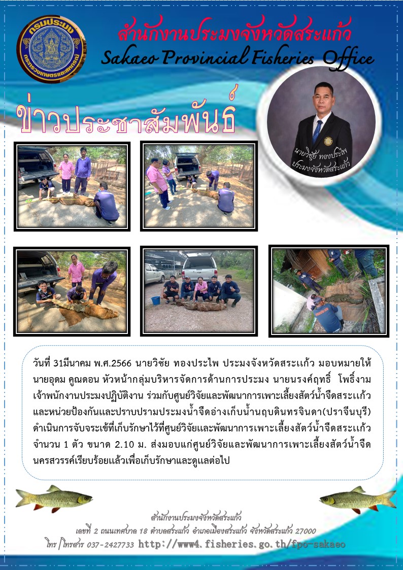 ดำเนินการจับจระเข้ที่เก็บรักษาไว้ที่ศูนย์วิจัยเเละพัฒนาการเพาะเลี้ยงสัตว์น้ำจืดสระเเก้ว จำนวน 1 ตัว ขนาด 2.10 ม. ส่งมอบแก่ศูนย์วิจัยและพัฒนาการเพาะเลี้ยงสัตว์น้ำจืดนครสวรรค์..คลิก