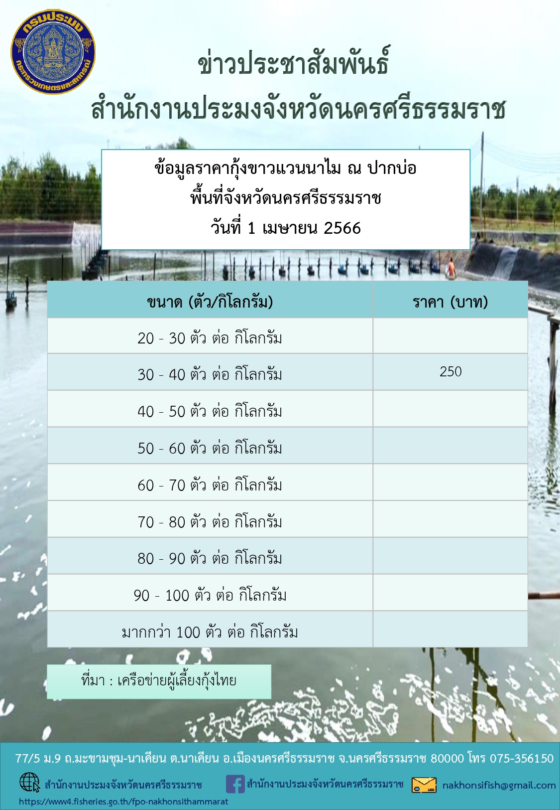 ราคากุ้งขาวแวนนาไม ณ ปากบ่อ พื้นที่จังหวัดนครศรีธรรมราช วันที่ 1 เมษายน 2566..คลิก