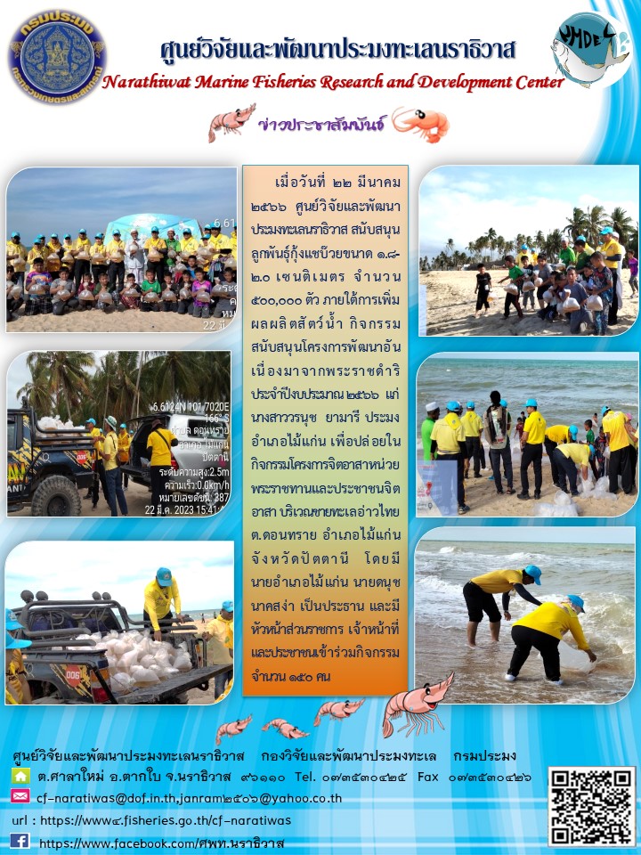 เมื่อวันที่ 22 มีนาคม 2566 ศูนย์วิจัยและพัฒนาประมงทะเลนราธิวาส สนับสนุนลูกพันธุ์กุ้งแชบ๊วยขนาด 1.8-2.0 เซนติเมตร จำนวน 500,000 ตัว ภายใต้การเพิ่มผลผลิตสัตว์น้ำ กิจกรรมสนับสนุนโครงการพัฒนาอันเนื่องมาจากพระราชดำริประจำปีงบประมาณ 2566 แก่ นางสาววรนุช ยามารี ประมงอำเภอไม้แก่น เพื่อปล่อยในกิจกรรมโครงการจิตอาสาหน่วยพระราชทานและประชาชนจิตอาสา บริเวณชายทะเลอ่าวไทย ต.ดอนทราย อำเภอไม้แก่น จังหวัดปัตตานี โดยมีนายอำเภอไม้แก่น นายดนุช นาคสง่า เป็นประธาน และมีหัวหน้าส่วนราชการ เจ้าหน้าที่และประชาชนเข้าร่วมกิจกรรม จำนวน 150 คน..คลิก