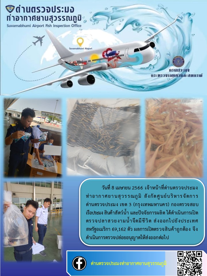 เจ้าหน้าที่ด่านตรวจประมงท่าอากาศยานสุวรรณภูมิ เปิดตรวจการส่งออกสินค้าสัตว์น้ำ ประเภทปลาสวยงามมีชีวิต..คลิก
