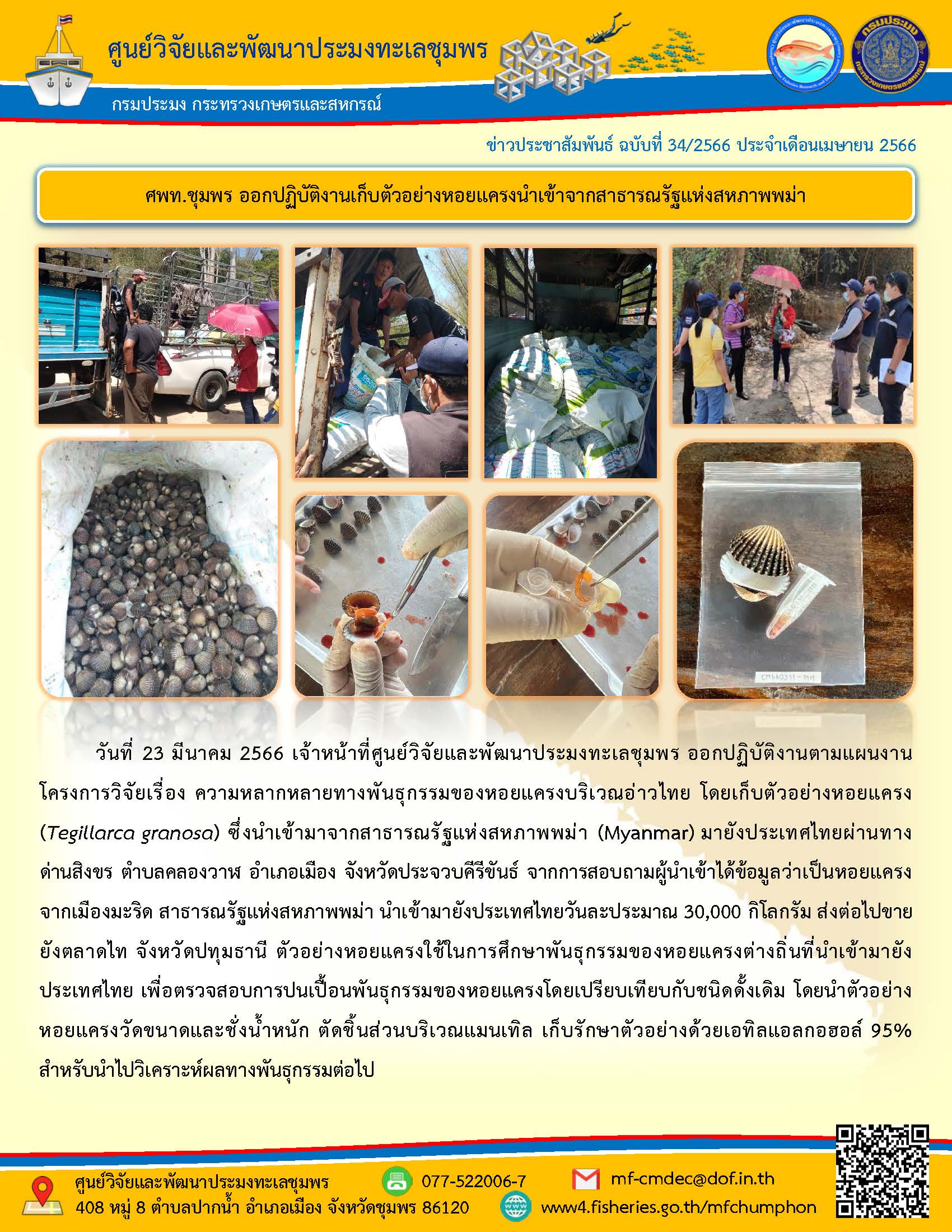 วันที่ 23 มีนาคม 2566 เจ้าหน้าที่ศูนย์วิจัยและพัฒนาประมงทะเลชุมพร ออกปฏิบัติงานตามแผนงานโครงการวิจัยเรื่อง ความหลากหลายทางพันธุกรรมของหอบแครงบริเวณอ่าวไทย โดยเก็บตัวอย่างหอยแครง (Tegillarca granosa) ซึ่งนำเข้ามาจากสาธารณรัฐแห่งสหภาพพม่า (Myanmar) มายังประเทศไทยผ่านทาง ด่านสิงขร ตำบลคลองวาฬ อำเภอเมือง จังหวัดประจวบคีรีขันธ์ จากการสอบถามผู้นำได้ข้อมูลว่าเป็นหอยแครง จากเมืองมะริด สาธารณรัฐแห่งสหภาพพม่า นำเข้ามายังประเทศไทยวันละประมาณ 30,000 กิโลกรัม ส่งต่อไปขายยังตลาดไทย จังหวัดปทุมธานี ตัวอย่างหอยแครงใช้ในการศึกษาพันธุกรรมของหอยแครงต่างถิ่นที่นำเข้ามายังประเทศไทย เพื่อตรวจสอบการปนเปื้อนพันธุกรรมของหอยแครงต่างถิ่นที่นำเข้ามายังประเทศไทย เพื่อตรวจสอบการปนเปื้อนพันธุกรรมของหอยแครงโดยเปรียบเทียบกับชนิดดั้งเดิม โดยนำตัวอย่างหอยแครงวัดขนาดและช่างน้ำหนัก ตัดชิ้นส่วนบริเวณแมนเทิล เก็บรักษาตัวอย่างด้วยเอทิลแอลกอฮอล์ 95% สำหรับนำไปวิเคราะห์ผลทางพันธุกรรมต่อไป..คลิก