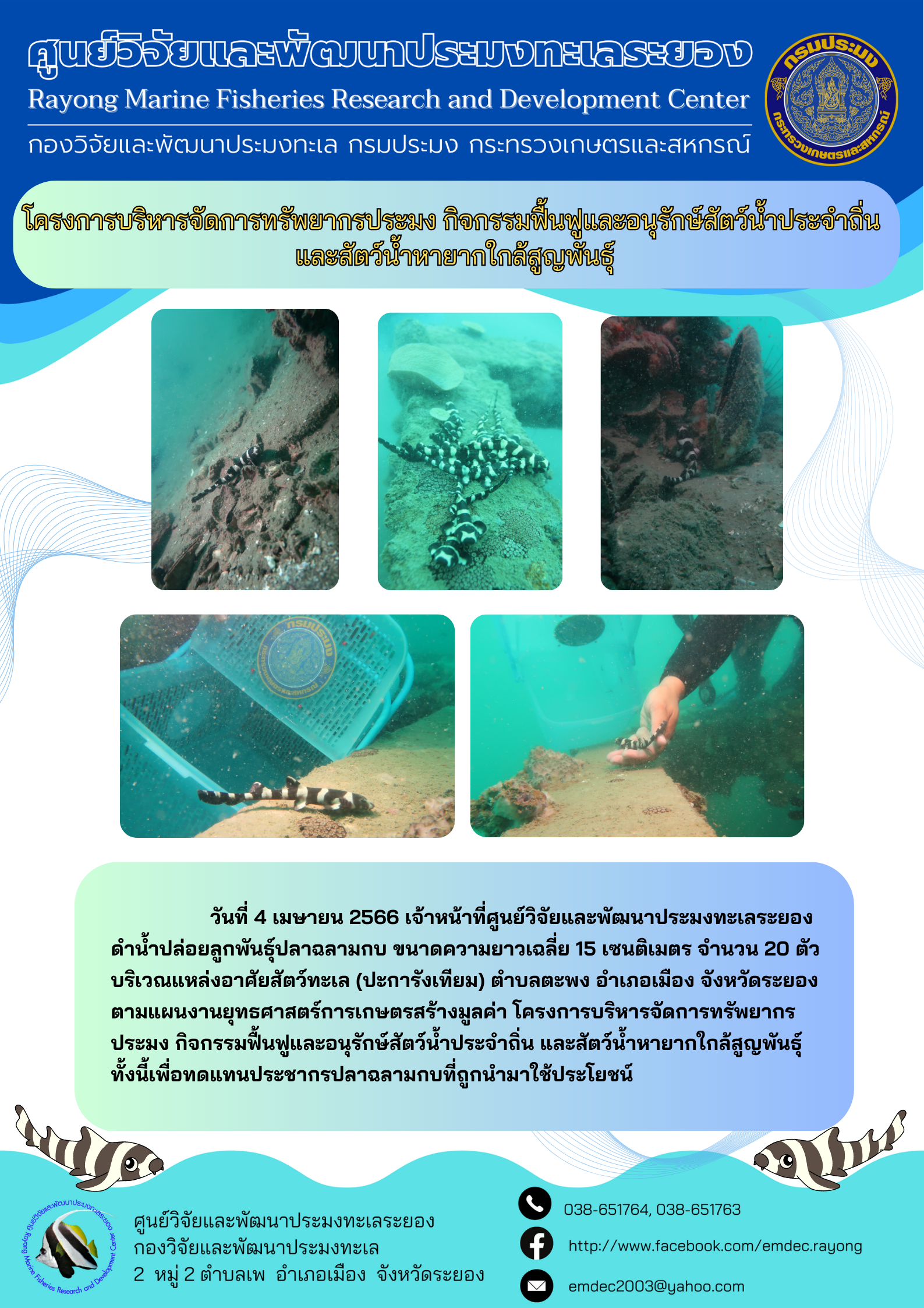 วันที่ 4 เมษายน 2566 เจ้าหน้าที่ศูนย์วิจัยและพัฒนาประมงทะเลระยอง ดำน้ำปล่อยลูกพันธุ์ปลาฉลามกบ ขนาดความยาวเฉลี่ย 15 เซนติเมตร จำนวน 20 ตัว บริเวณแหล่งอาศัยสัตว์ทะเล (ปะการังเทียม) ตำบลตะพง อำเภอเมือง จังหวัดระยอง ตามแผนงานยุทธศาสตร์การเกษตรสร้างมูลค่า โครงการบริหารจัดการทรัพยากรประมง กิจกรรมฟื้นฟูและอนุรักษ์สัตว์น้ำประจำถิ่น และสัตว์น้ำหายากใกล้สูญพันธุ์ทั้งนี้เพื่อทดแทนประชากรปลาฉลามกบที่ถูกนำมาใช้ประโยชน์