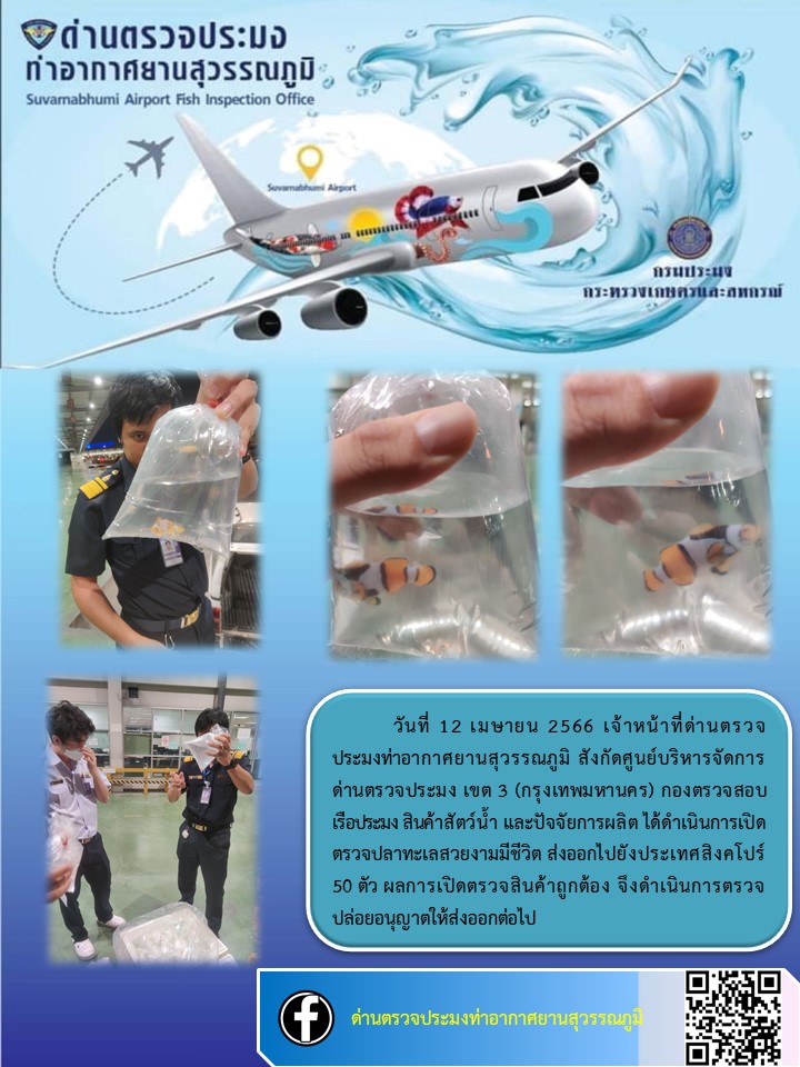 เจ้าหน้าที่ด่านตรวจประมงท่าอากาศยานสุวรรณภูมิ เปิดตรวจการส่งออกสินค้าสัตว์น้ำ ประเภทปลาสวยงามมีชีวิต