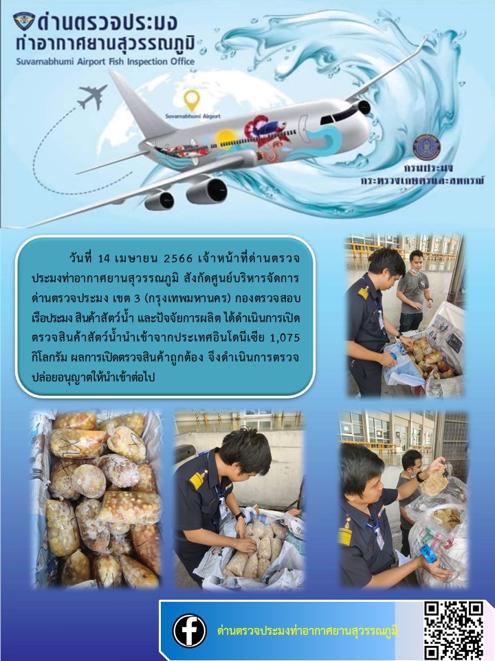 เจ้าหน้าที่ด่านตรวจประมงท่าอากาศยานสุวรรณภูมิ  เปิดตรวจสินค้าสัตว์น้ำ นำเข้า