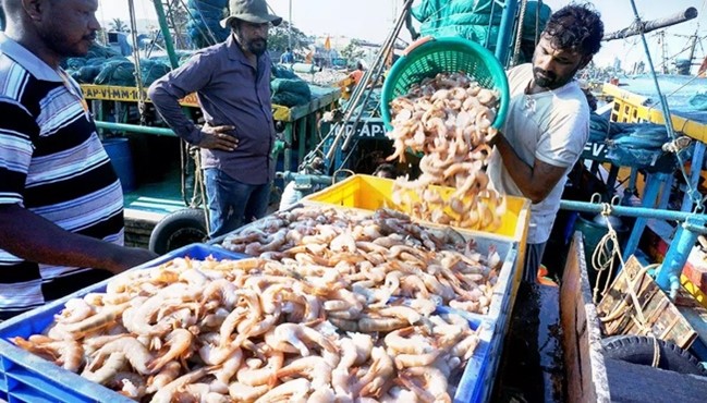 ในปี 2566 กุ้งอินเดียเติบโตได้ดีในตลาดในประเทศ ตลาดรัสเซีย ตลาดสหราชอาณาจักร