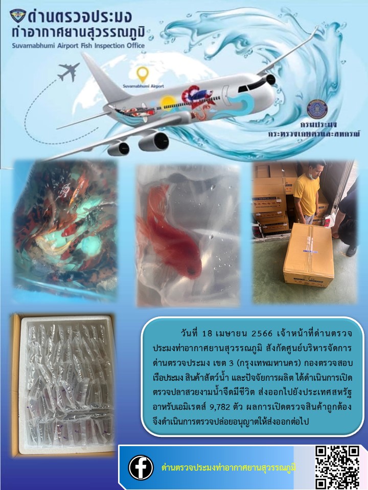 เจ้าหน้าที่ด่านตรวจประมงท่าอากาศยานสุวรรณภูมิ เปิดตรวจการส่งออกสินค้าสัตว์น้ำ ประเภทปลาสวยงามมีชีวิต