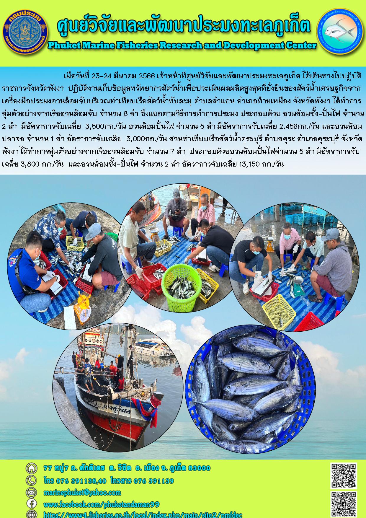 เมื่อวันที่ 23-24 มีนาคม 2566 เจ้าหน้าที่ศูนย์วิจัยและพัฒนาประมงทะเลภูเก็ต ได้เดินทางไปปฏิบัติราชการจังหวัดพังงา ปฏิบัติงานเก็ลข้อมูลทรัพยากรสัตว์น้ำเพื่อประเมินผลผลิตสูงสุดที่ยั่งยืนของสัตว์น้ำเศรษฐกิจจากเครื่องมือประมงอวนล้อมจับบริเวณท่าเทียบเรือสัตว์น้ำทับละมุ ตำบลลำแก่น อำเภอท้ายเมือง จังหวัดพังงา ได้ทำการสุ่มตัวอย่างจากเรืออวนล้อมจับ จำนวน 8 ลำ ซึ่งแยกตามวิธีการทำการประมง ประกอบด้วย อวนล้อมซั้ง-ปั่นไฟ จำนวน 2 ลำ มีอัตราการจับเฉลี่ย 3,500 กก./วัน อวนล้อมปั่นไฟ จำนวน 5 ลำ มีอัตราการจับเฉลี่ย 2,456 กก./วัน และอวนล้อมปลาจอ จำนวน 1 ลำ อัตราการจับเฉลี่ย 3,000 กก./วัน ส่วนท่าเทียบเรือสัตว์คุระบุรี ตำบลคุระ อำเภอคุระ จังหวัดพังงา ได้ทำการสุ่มตัวอย่างจากเรืออวนล้อมจับ จำนวน 7 ลำ ประกอบด้วยอวนล้อมปั่นไฟจำนวน 5 ลำ มีอัตราการจับเฉลี่ย 3,800 กก./วัน และอวนล้อมซั้ง-ปั่นไฟ จำนวน 2 ลำ อัตราการจับเฉลี่ย 13,150 กก./วัน